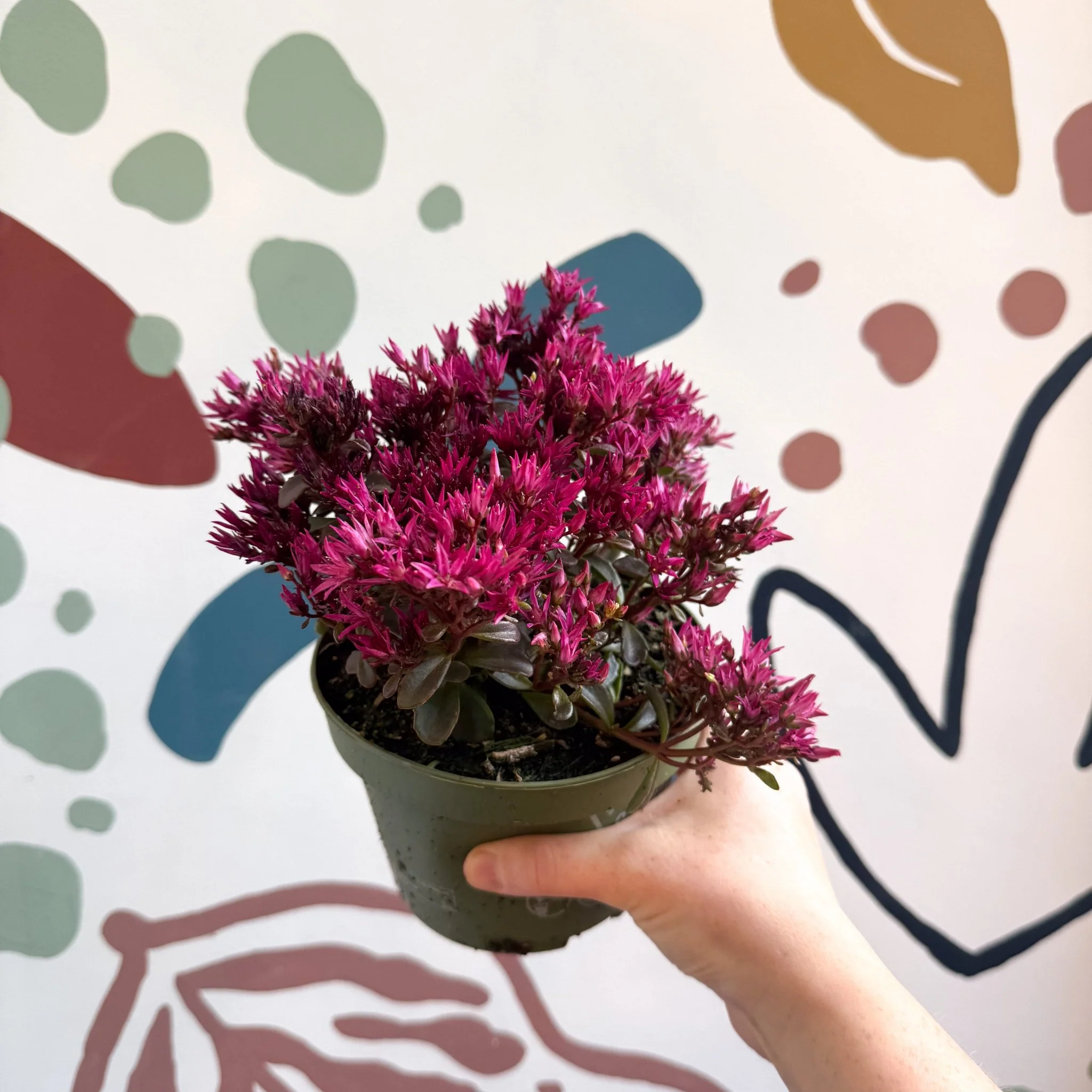 Sedum spurium 'Spot On Deep Rose' - Image 3