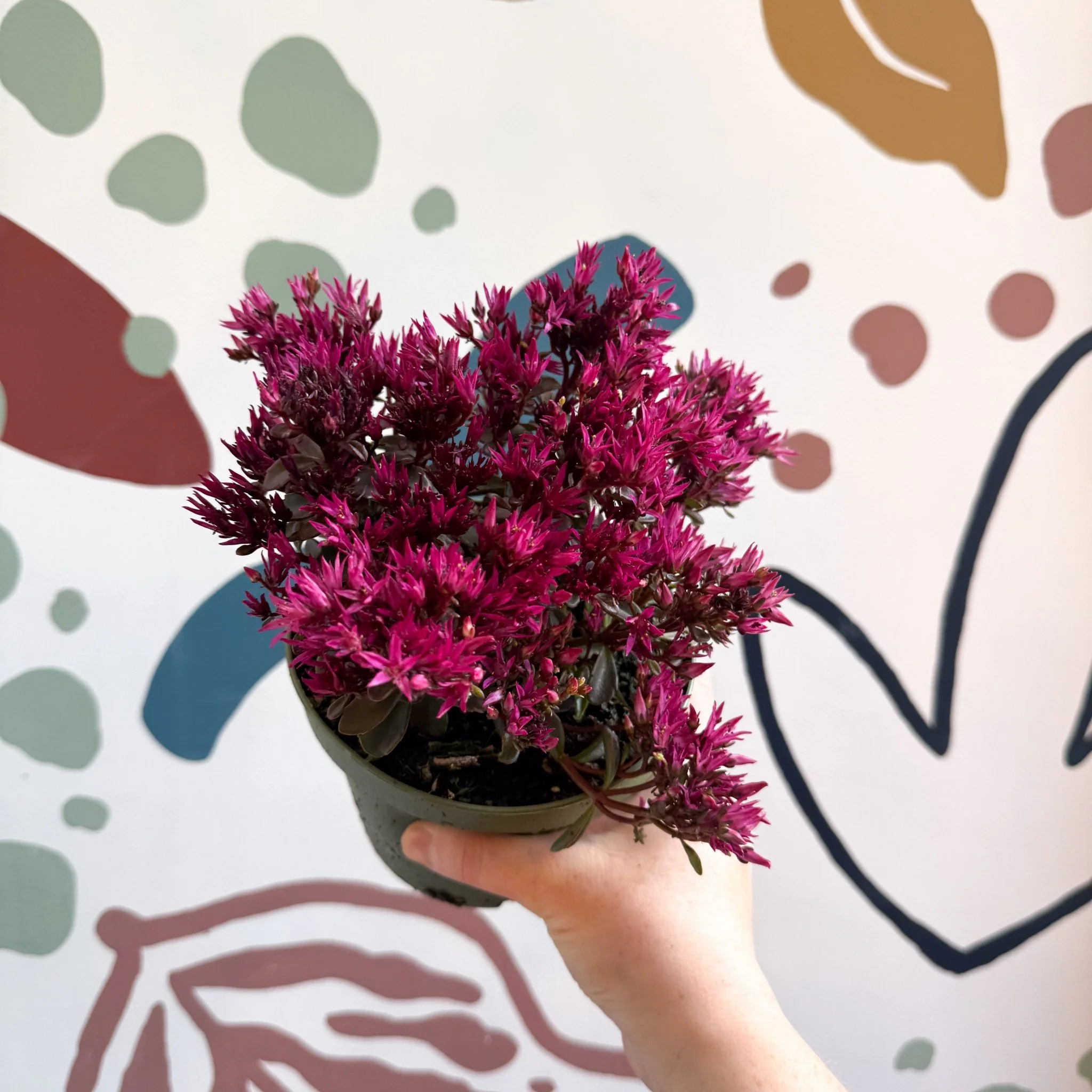 Sedum spurium 'Spot On Deep Rose' - Image 4