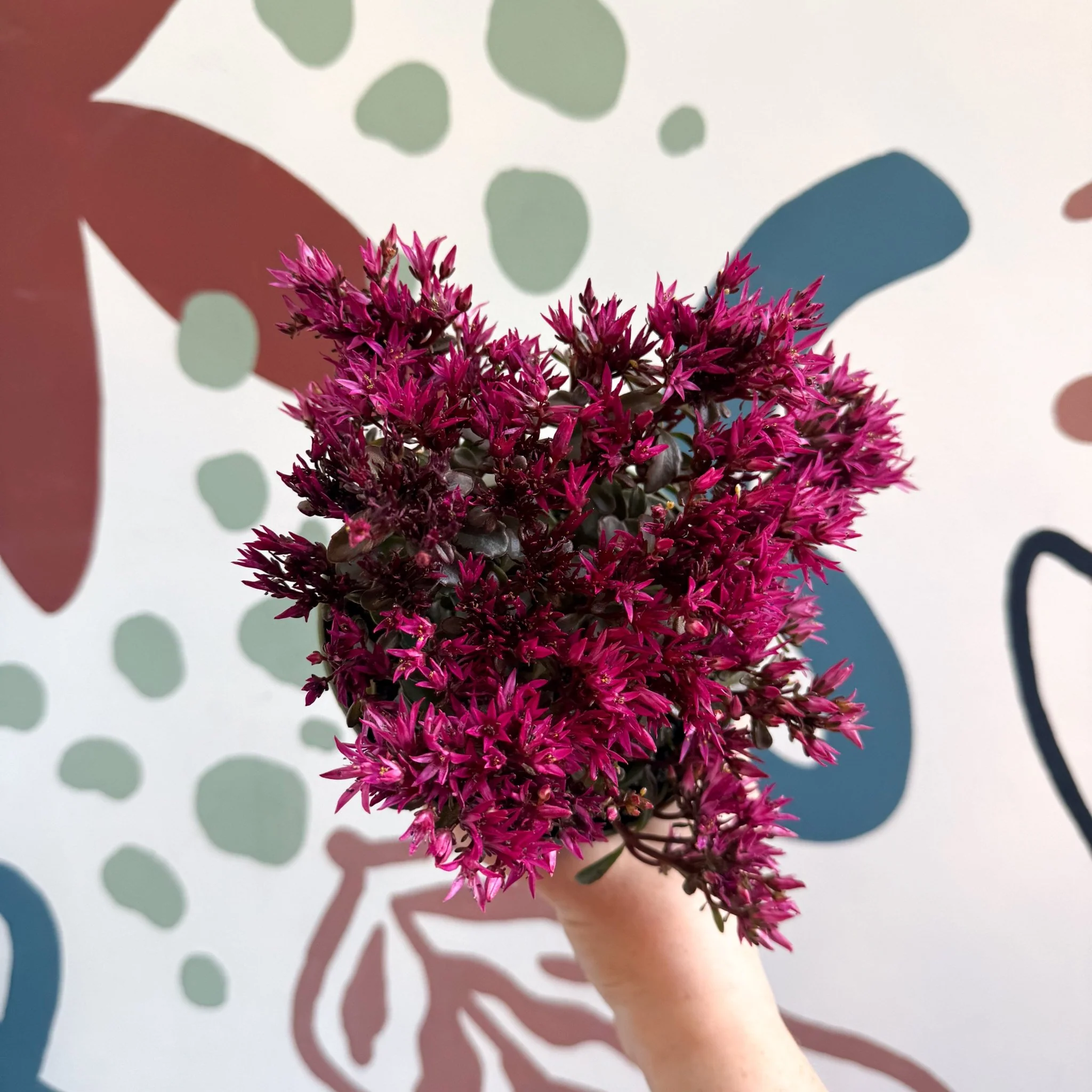 Sedum spurium 'Spot On Deep Rose' - Image 6