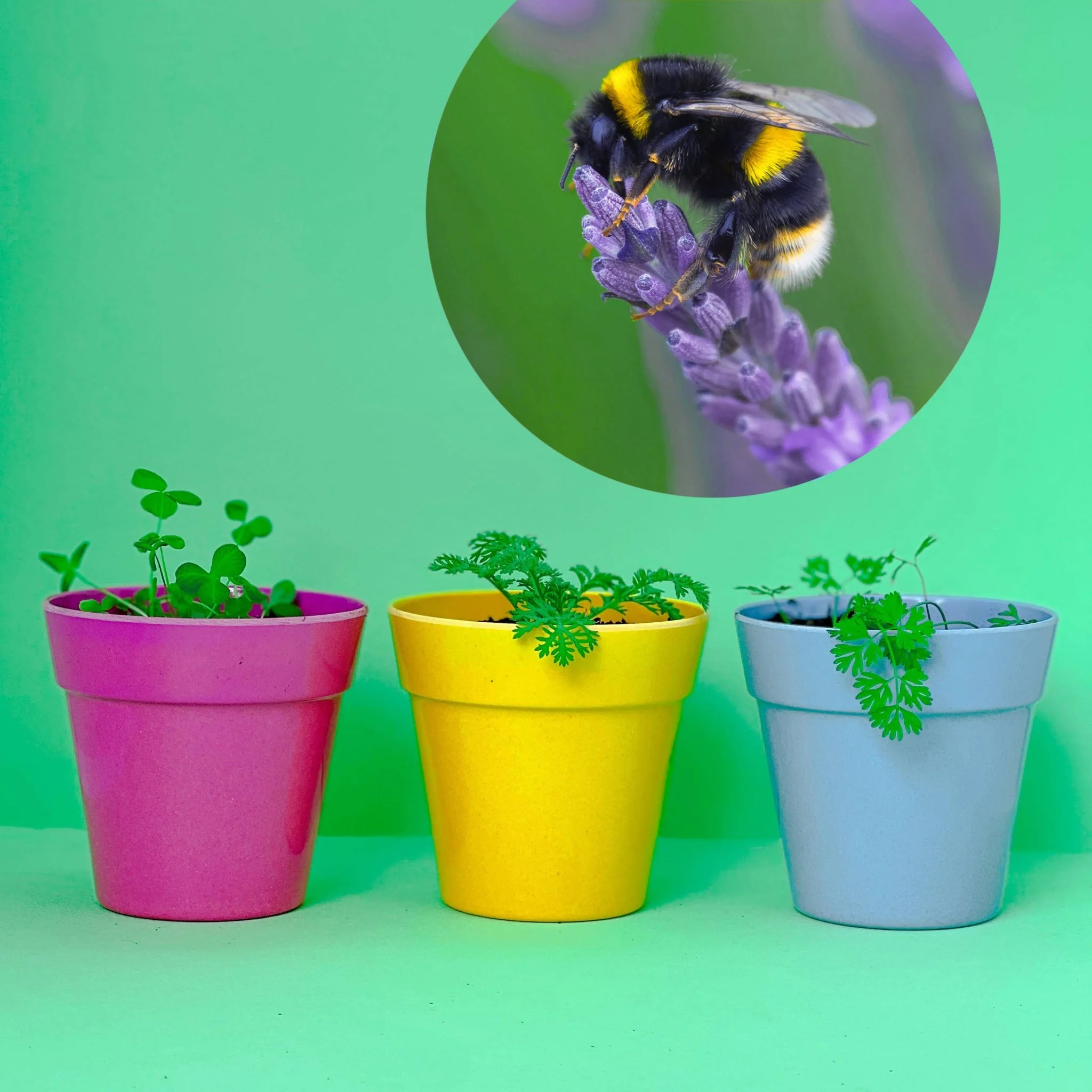 Seedball Meadow Pots - Bee Mix - Image 11