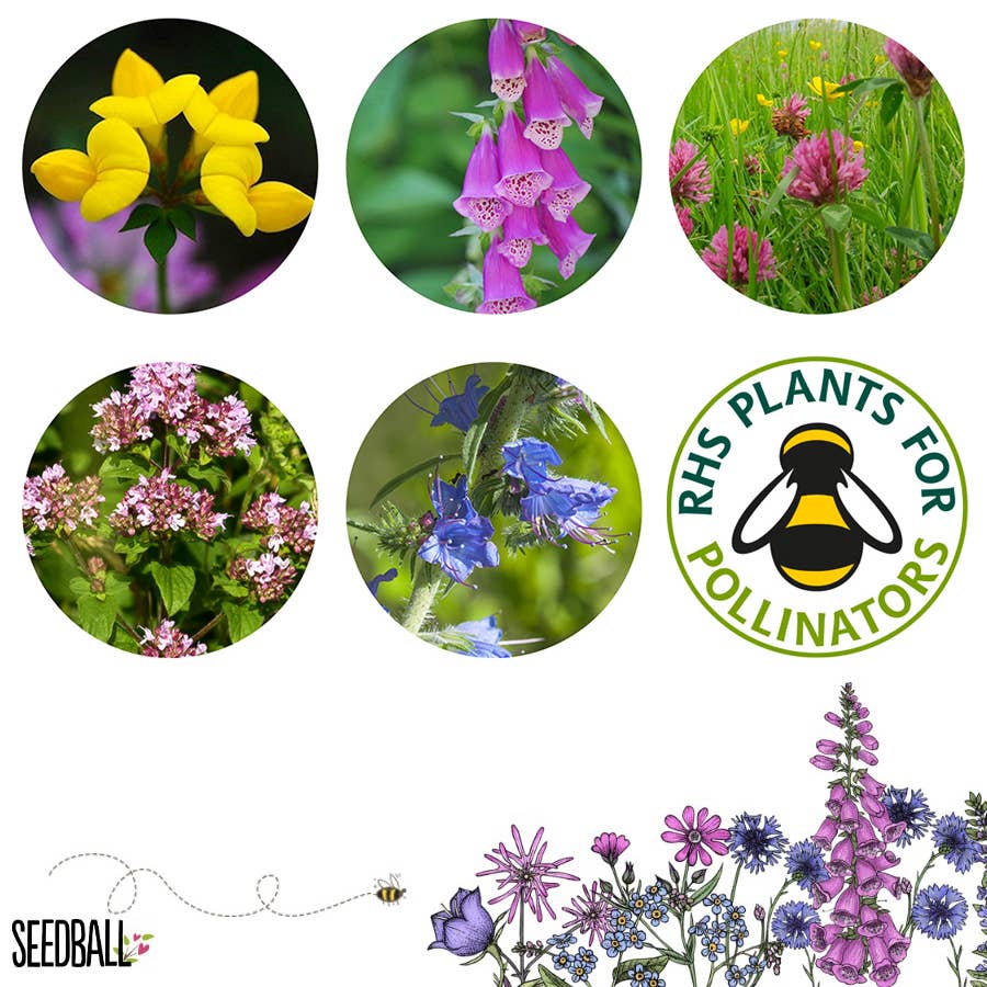 Seedball Meadow Pots - Bee Mix - Image 6