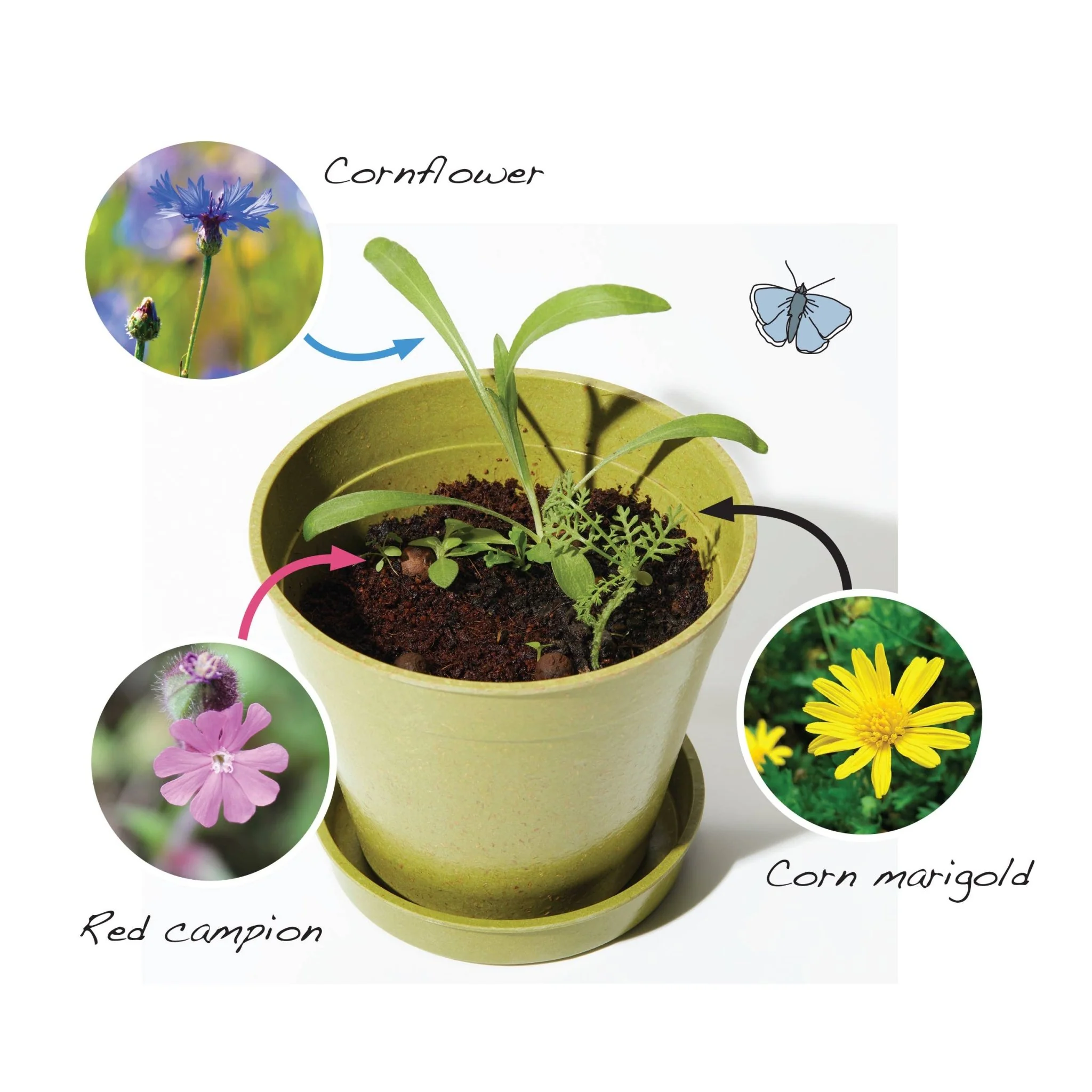 Seedball Meadow Pots - Bee Mix - Image 7