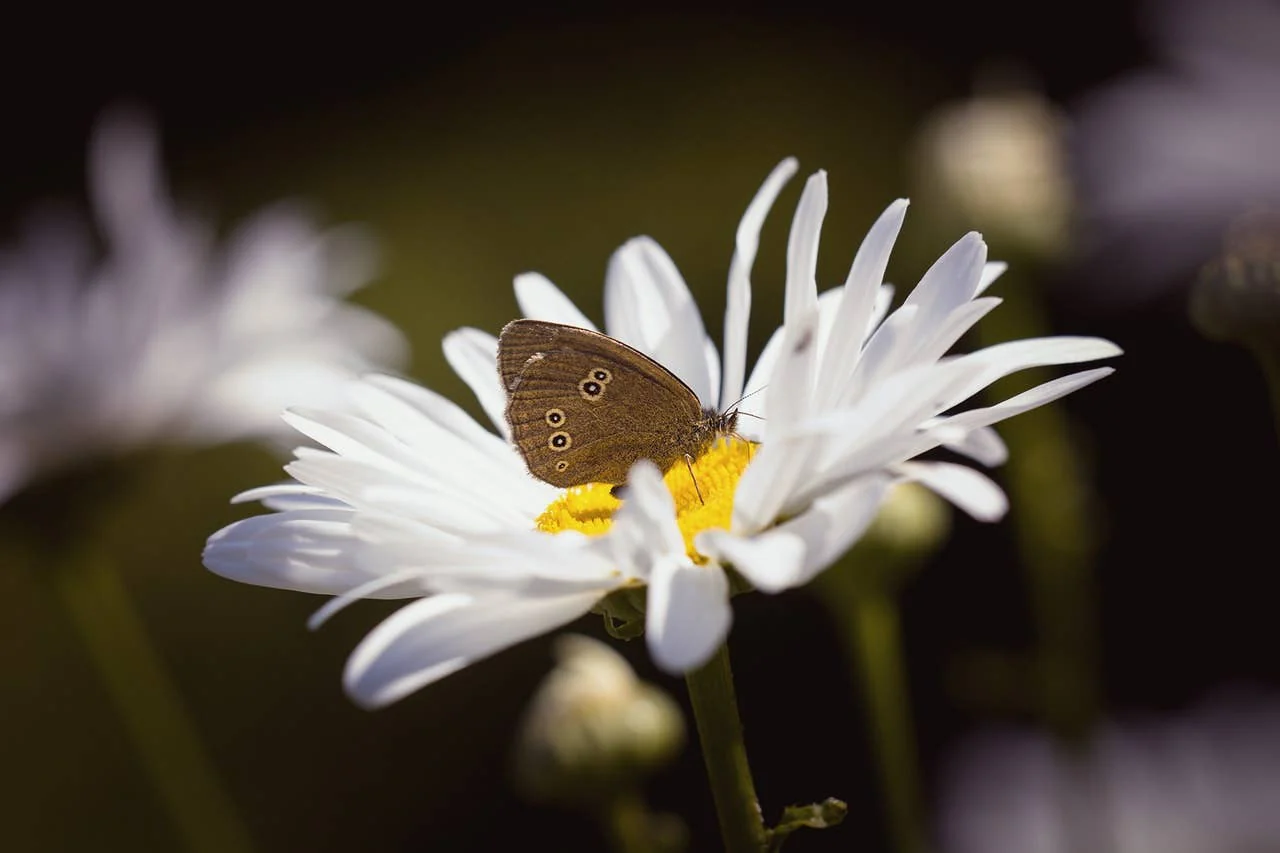 Butterfly Mix - Wildflower Grab Bag - Image 6