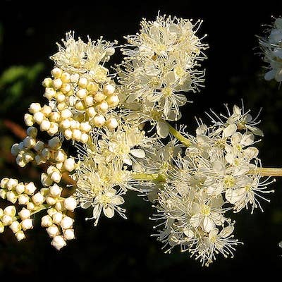 Shade Mix - Wildflower Grab Bag - Image 5