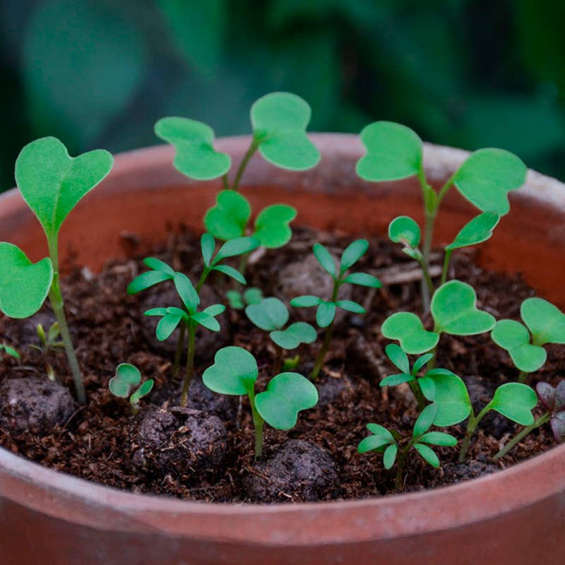 Shade Mix - Wildflower Grab Bag - Image 6