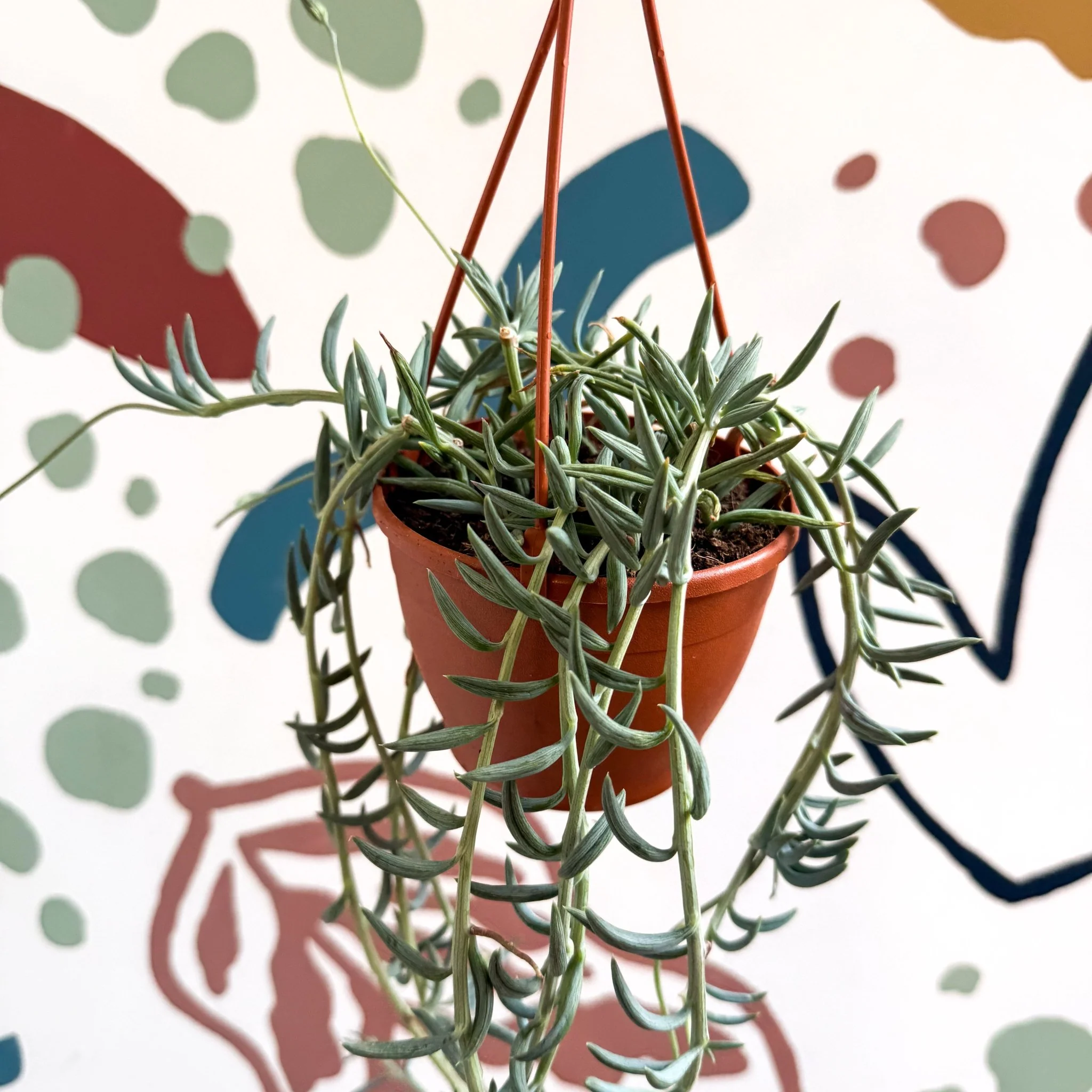 Senecio hallianus - String of Blue Beans