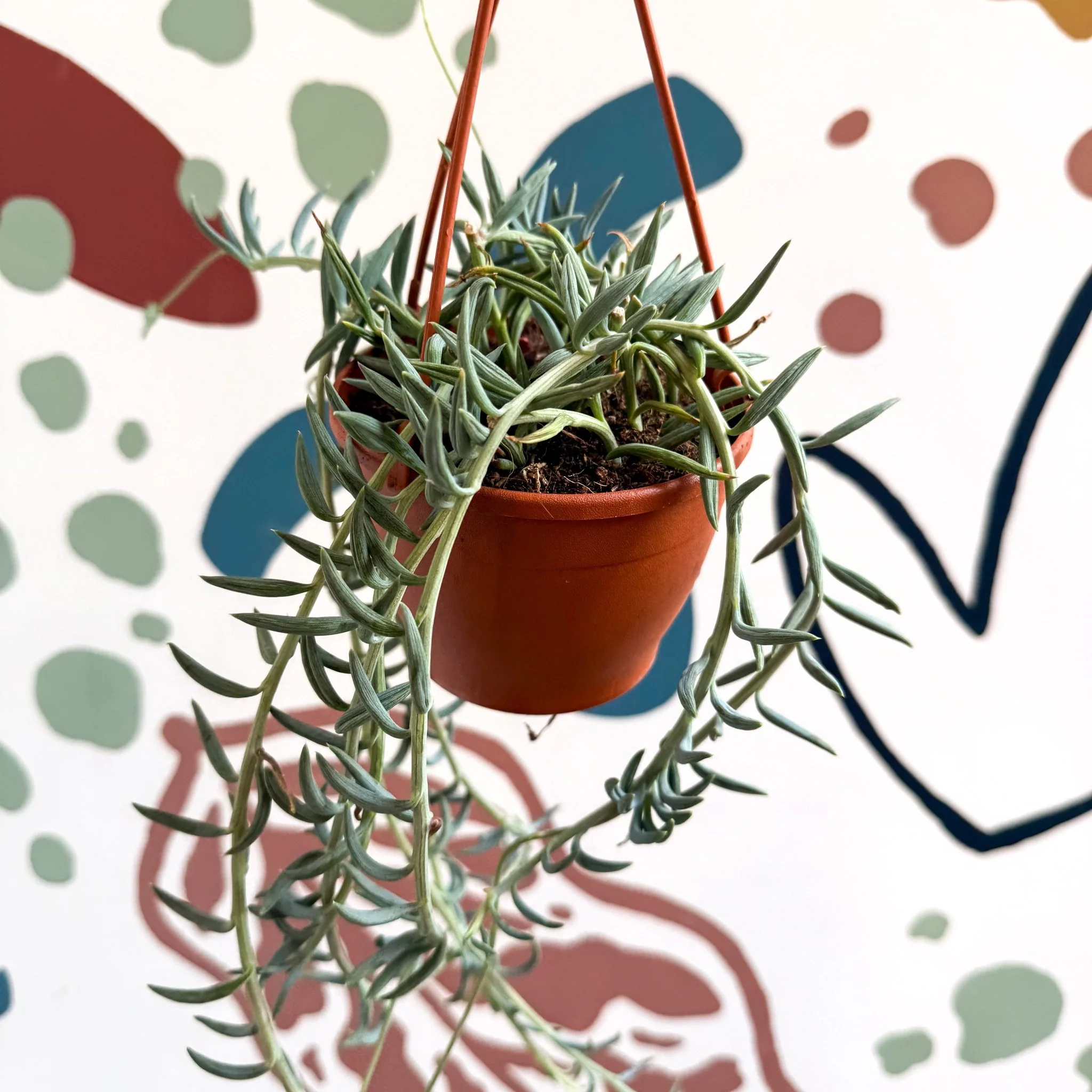 Senecio hallianus - String of Blue Beans - Image 2