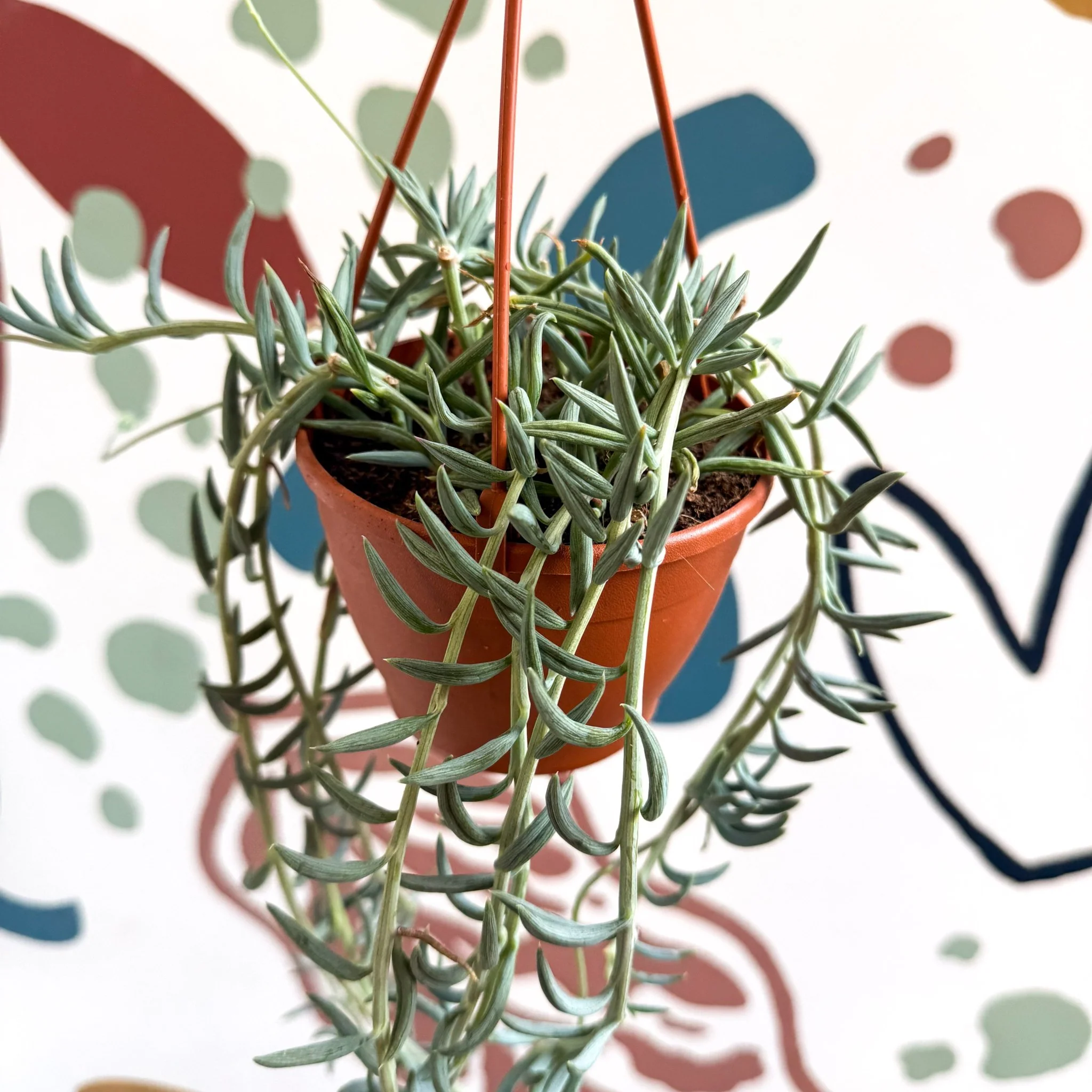 Senecio hallianus - String of Blue Beans - Image 3
