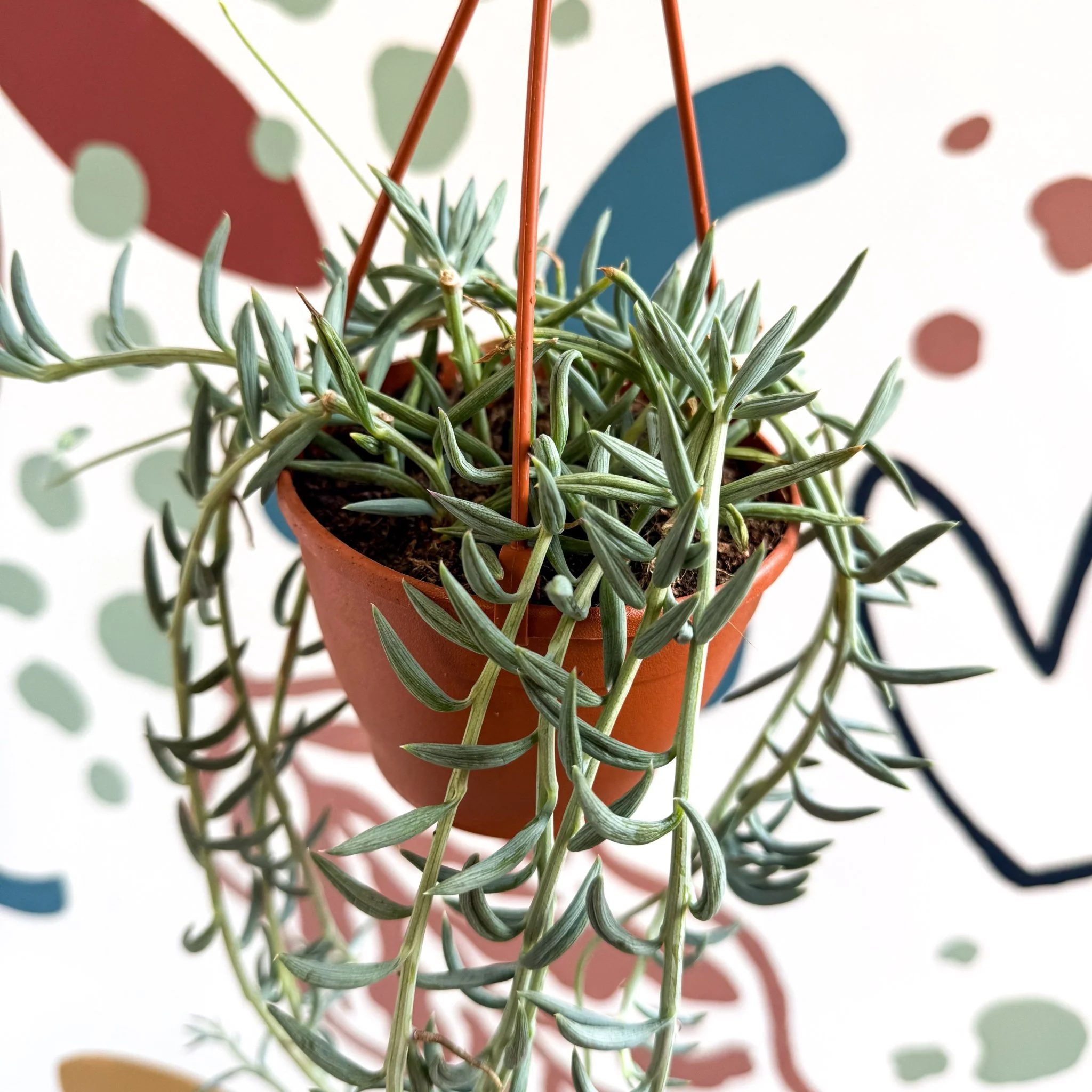 Senecio hallianus - String of Blue Beans - Image 4