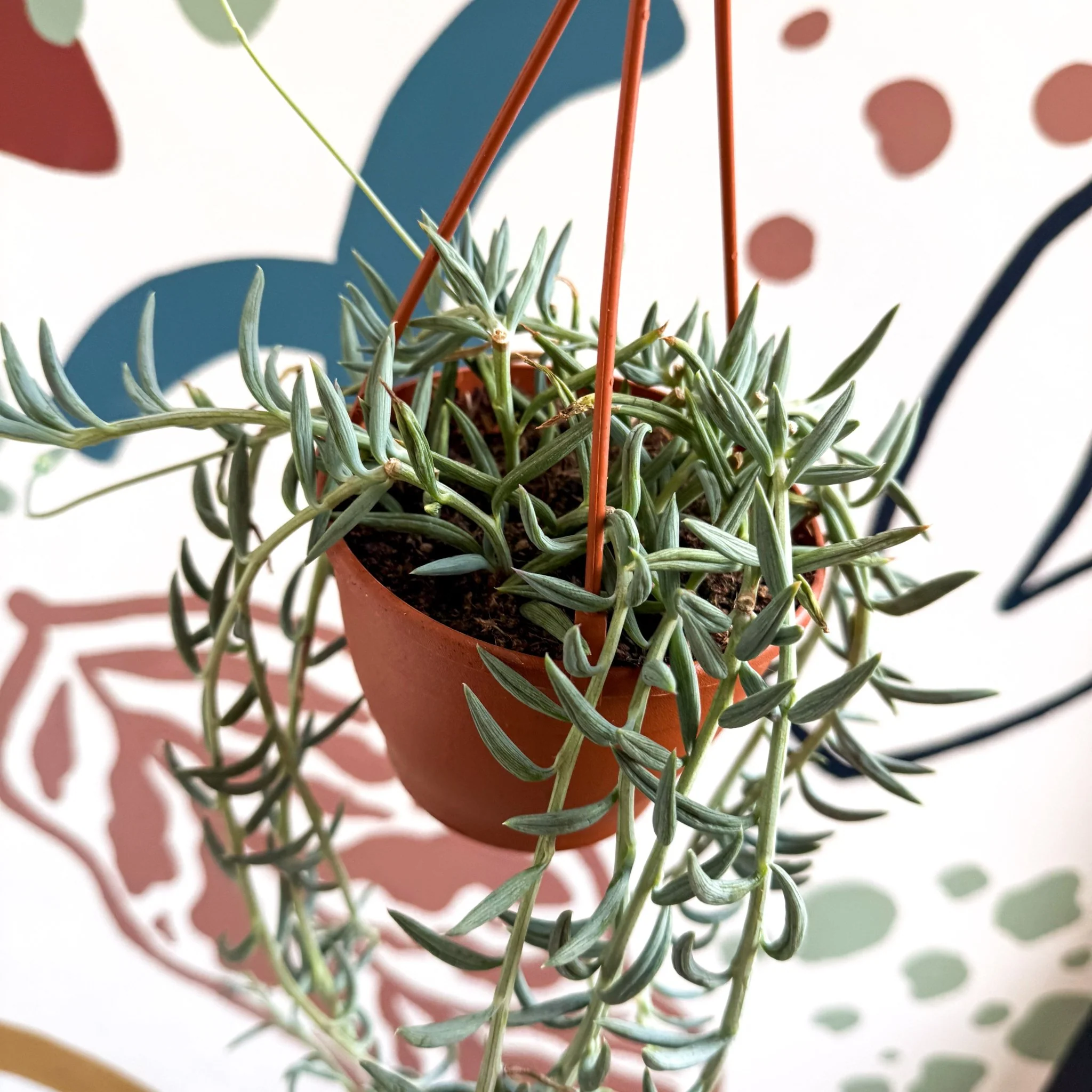 Senecio hallianus - String of Blue Beans - Image 5