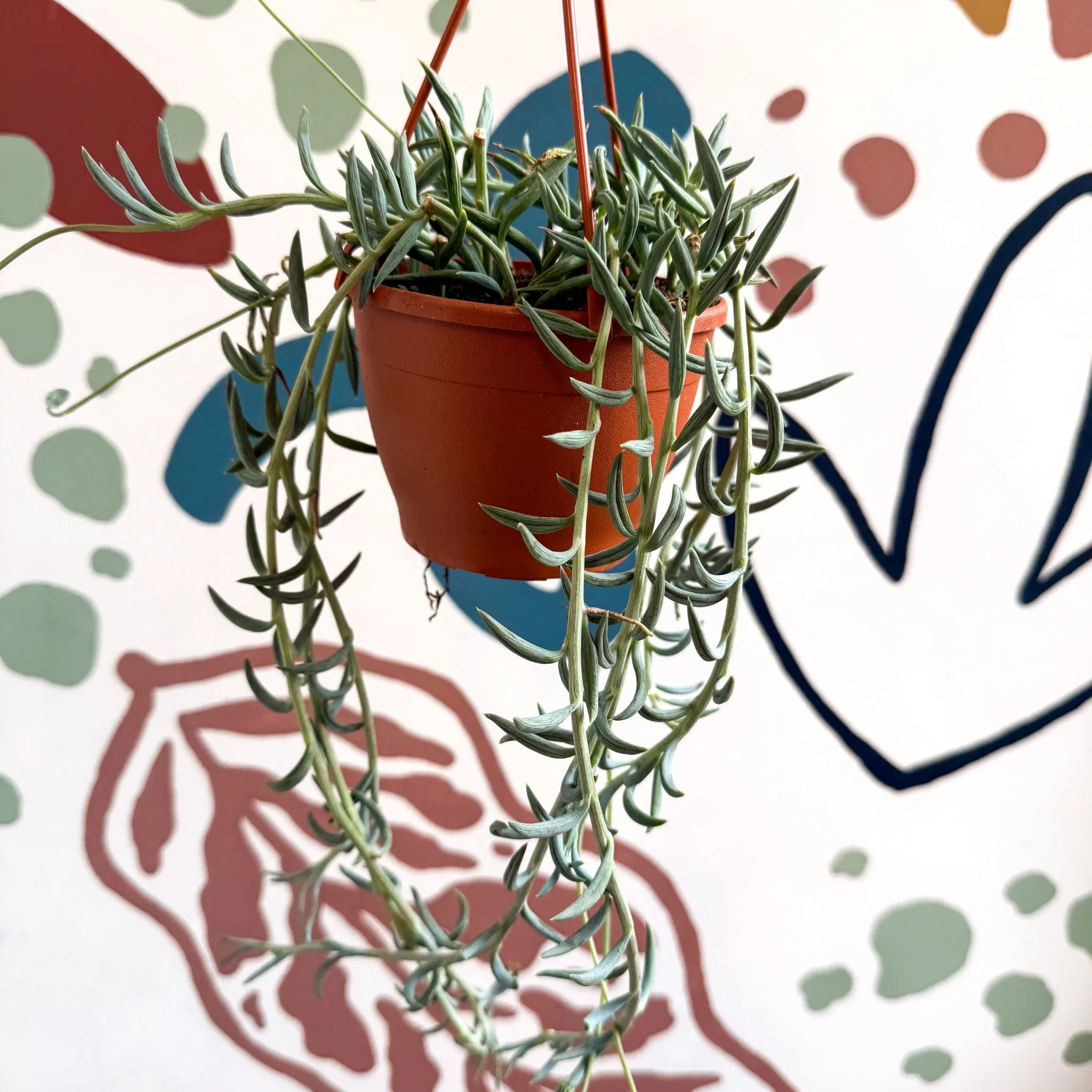 Senecio hallianus - String of Blue Beans - Image 6