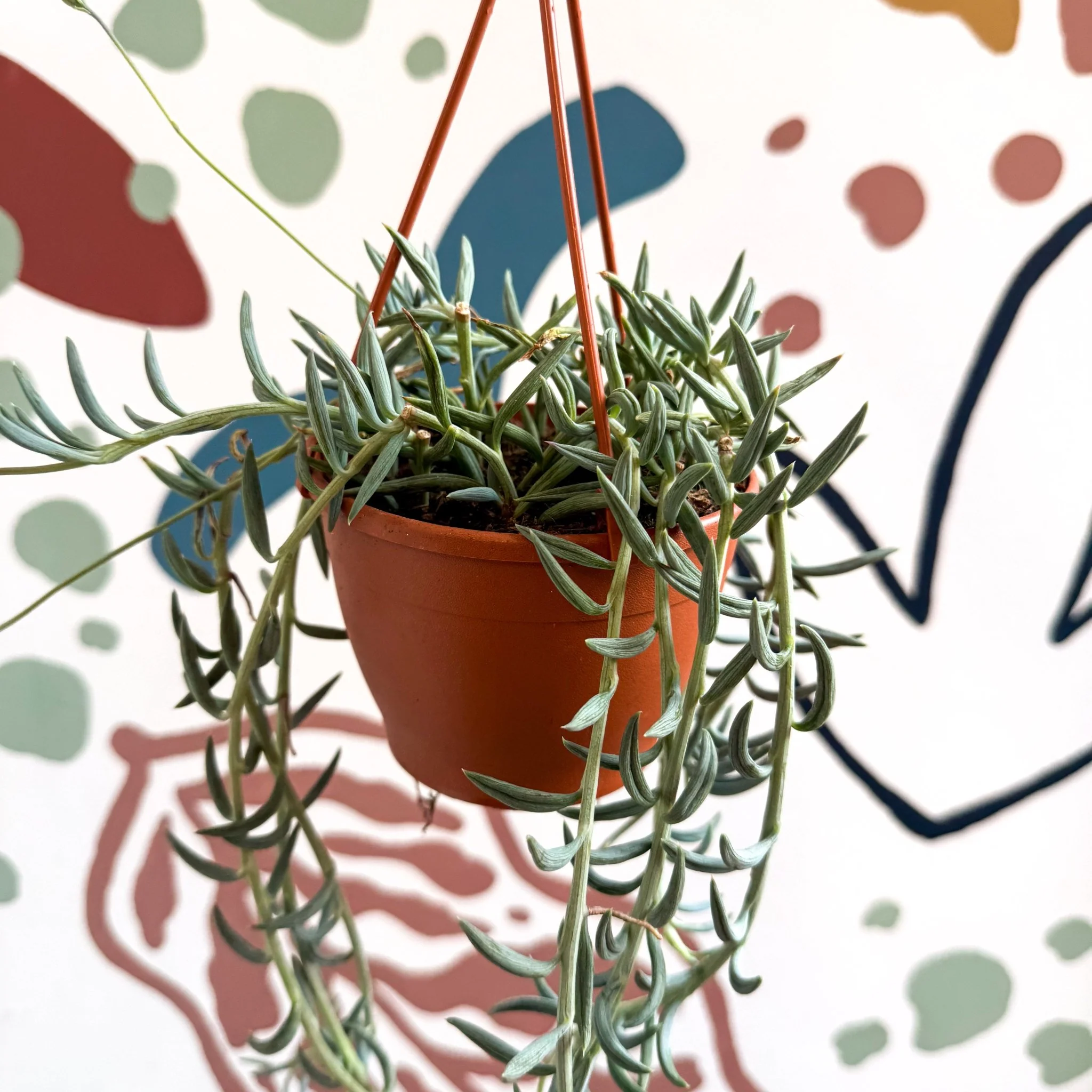 Senecio hallianus - String of Blue Beans - Image 8