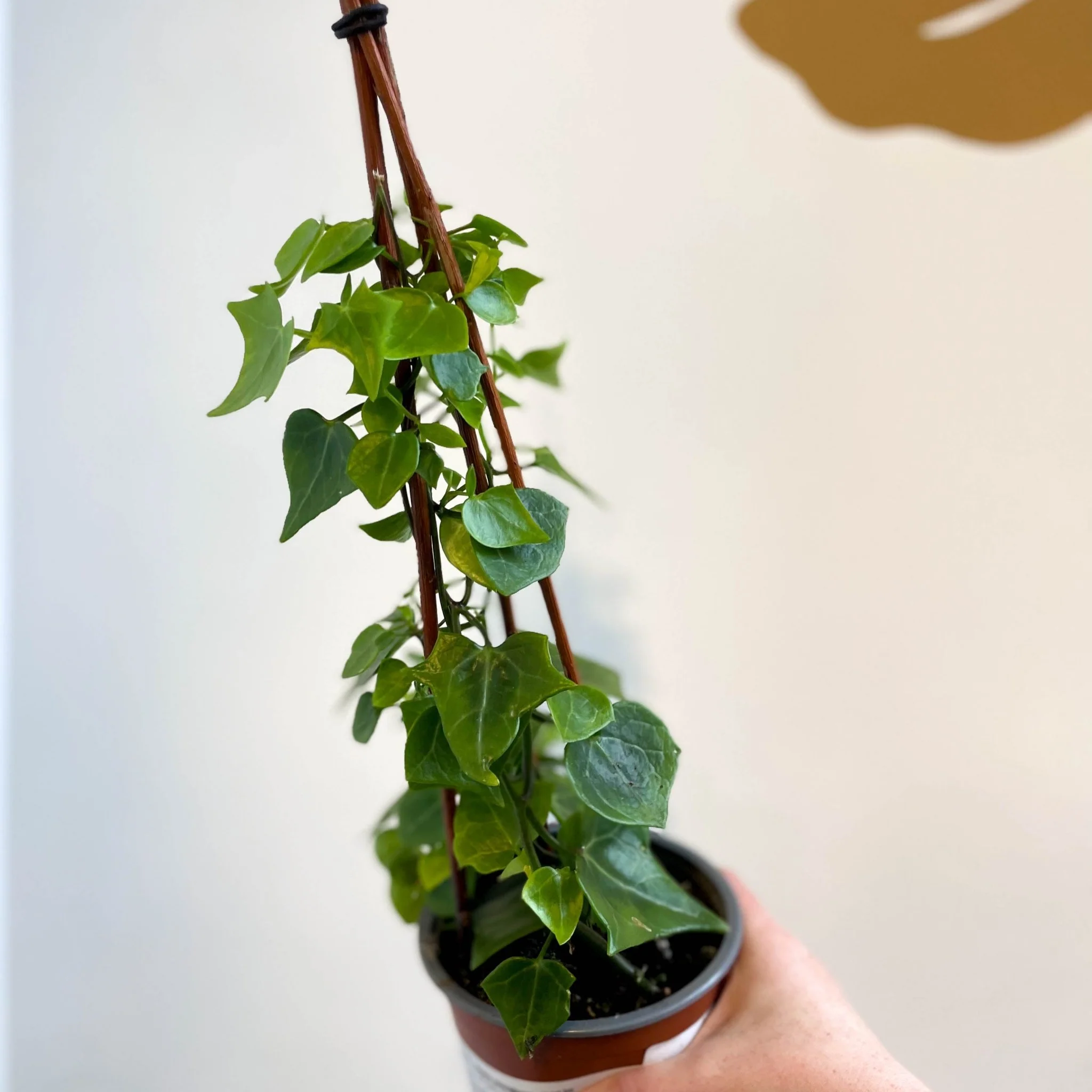 Senecio macroglossus - Natal Ivy