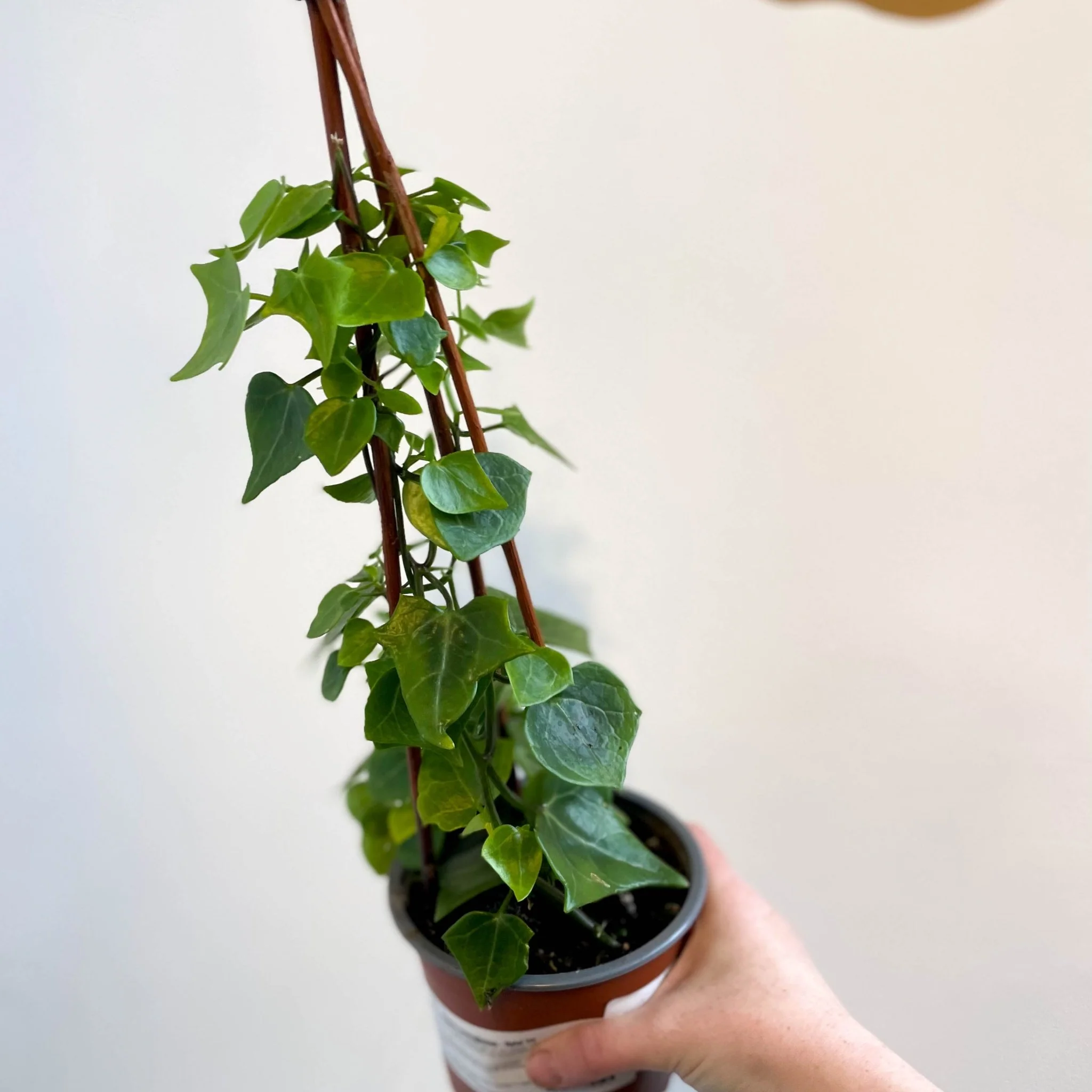 Senecio macroglossus - Natal Ivy - Image 2