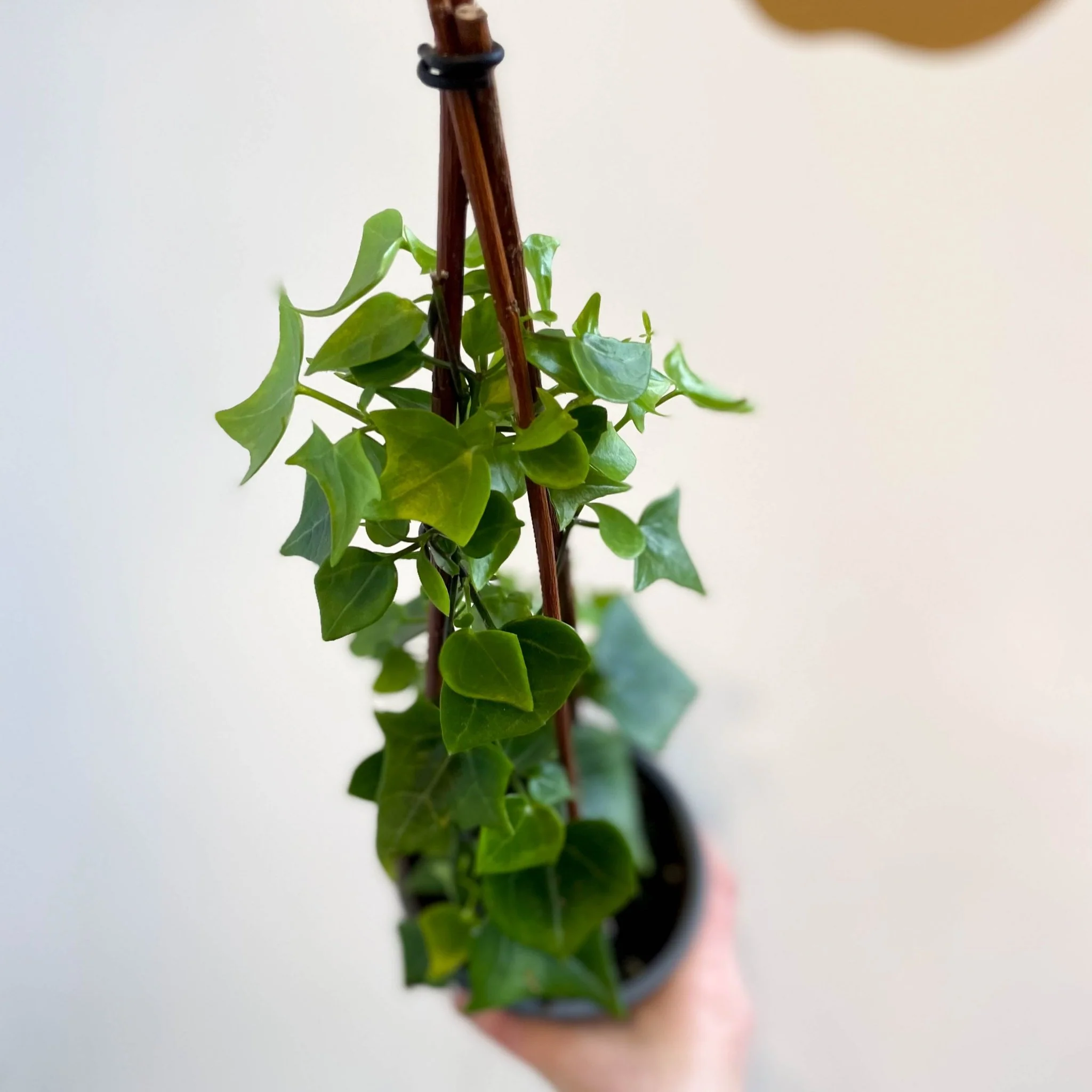 Senecio macroglossus - Natal Ivy - Image 3