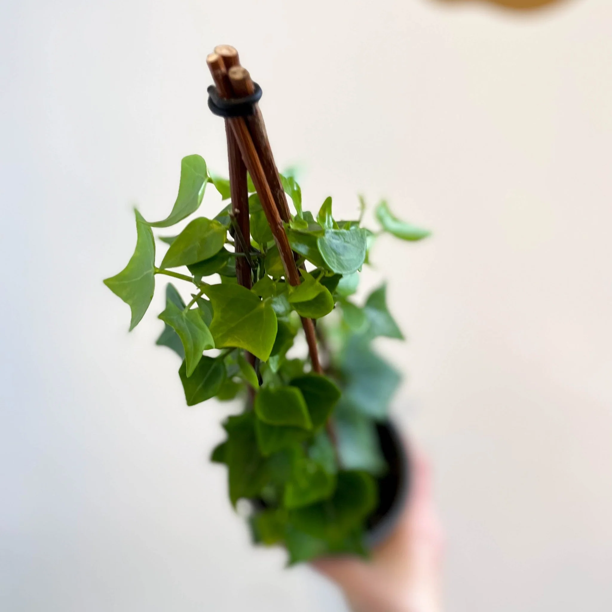 Senecio macroglossus - Natal Ivy - Image 4