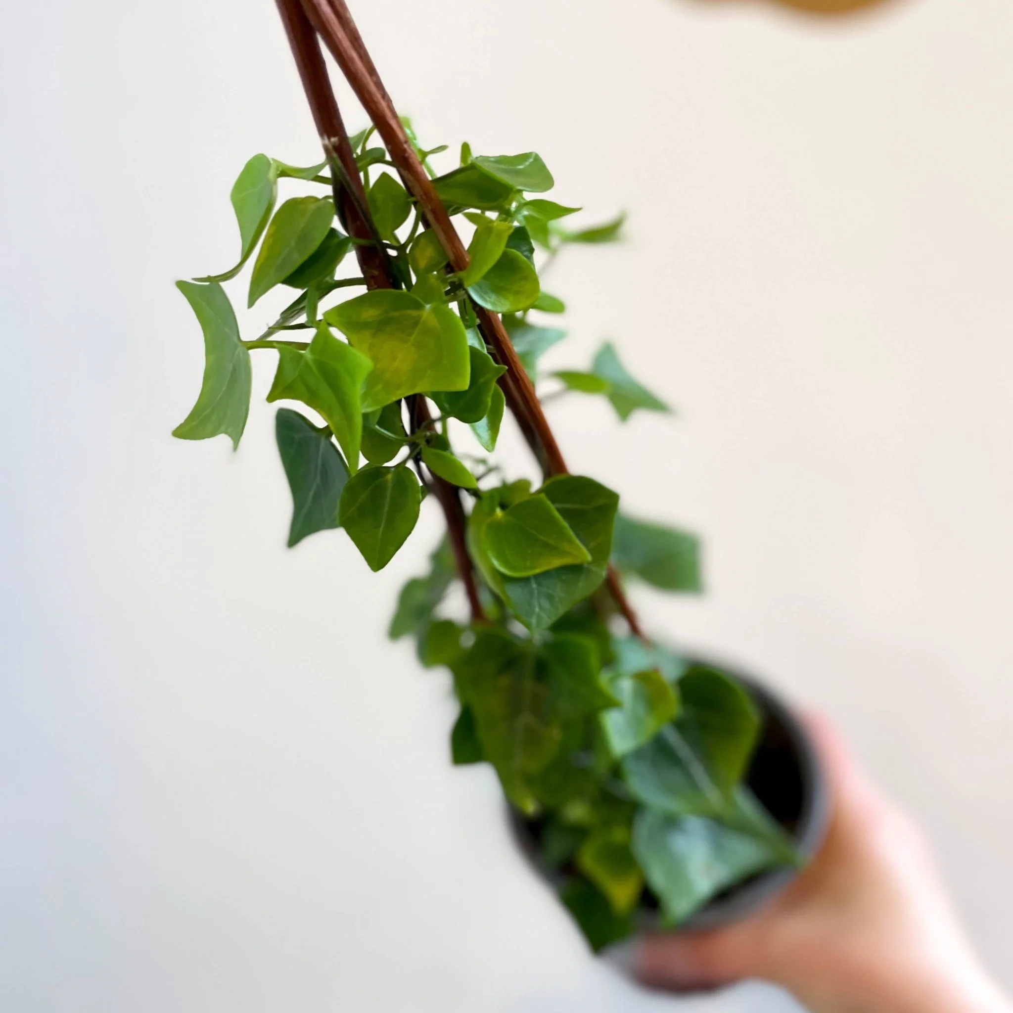 Senecio macroglossus - Natal Ivy - Image 5