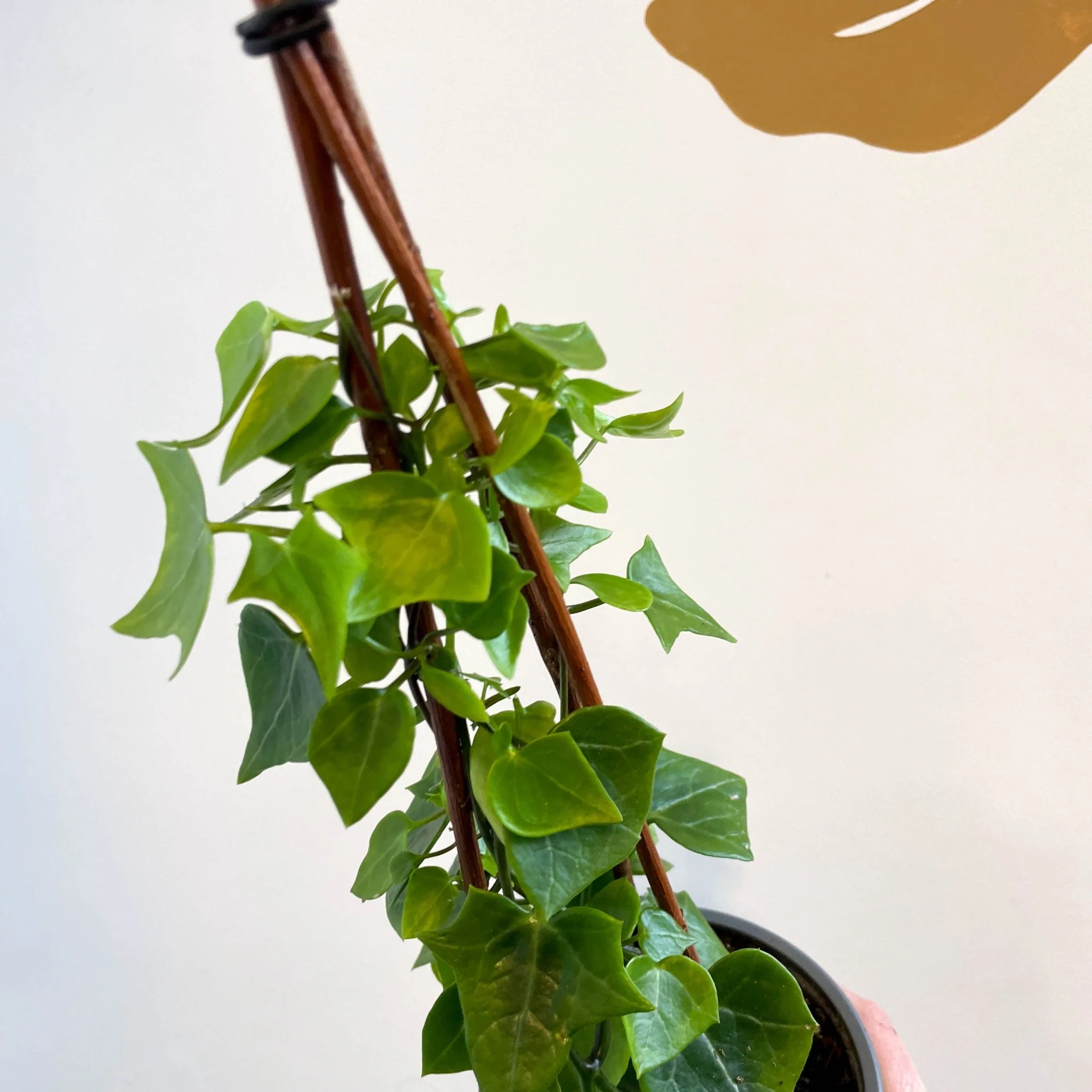 Senecio macroglossus - Natal Ivy - Image 6