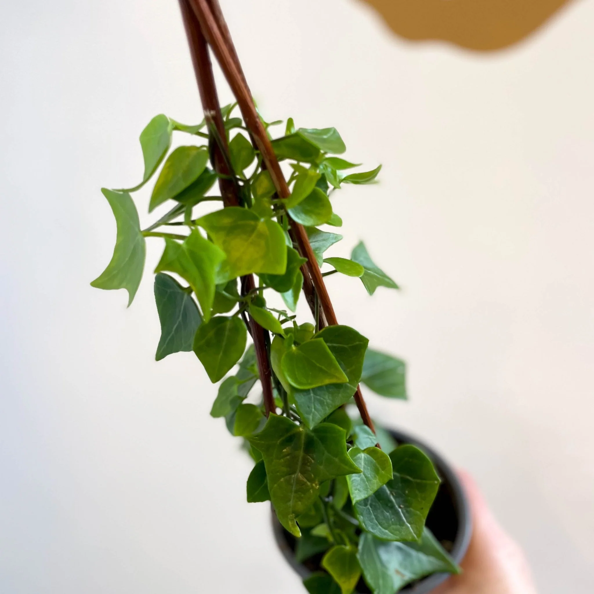 Senecio macroglossus - Natal Ivy - Image 7