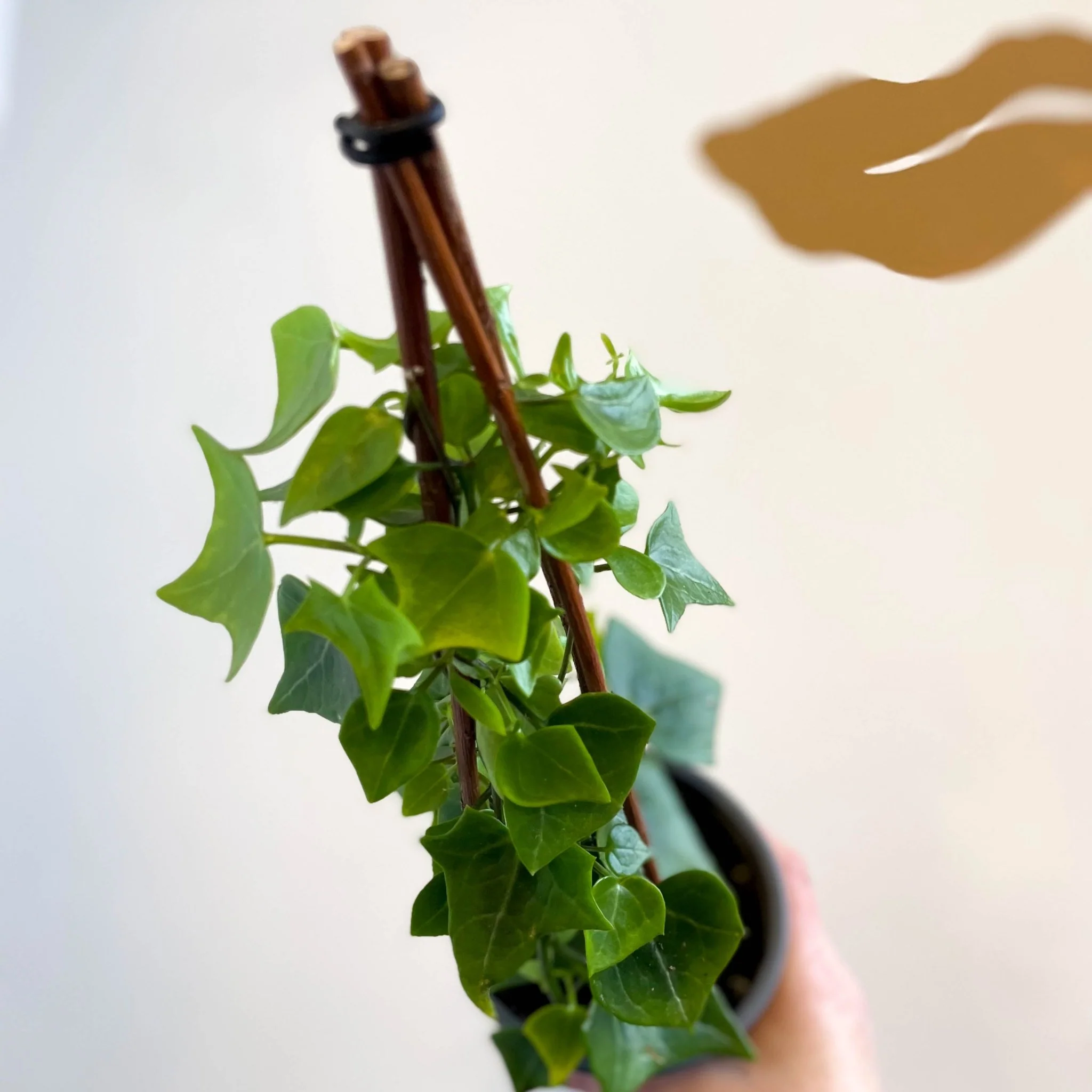 Senecio macroglossus - Natal Ivy - Image 8