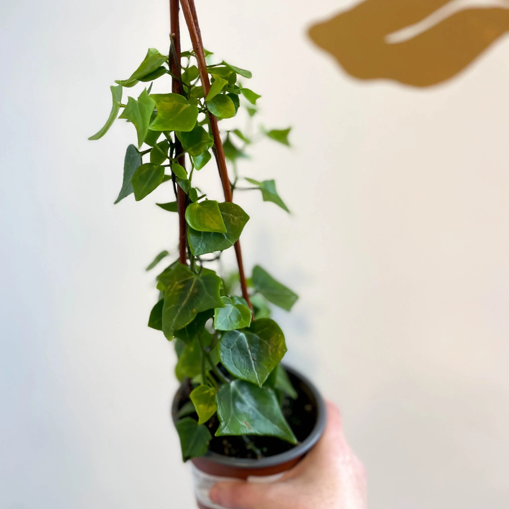 Senecio macroglossus - Natal Ivy - Image 9