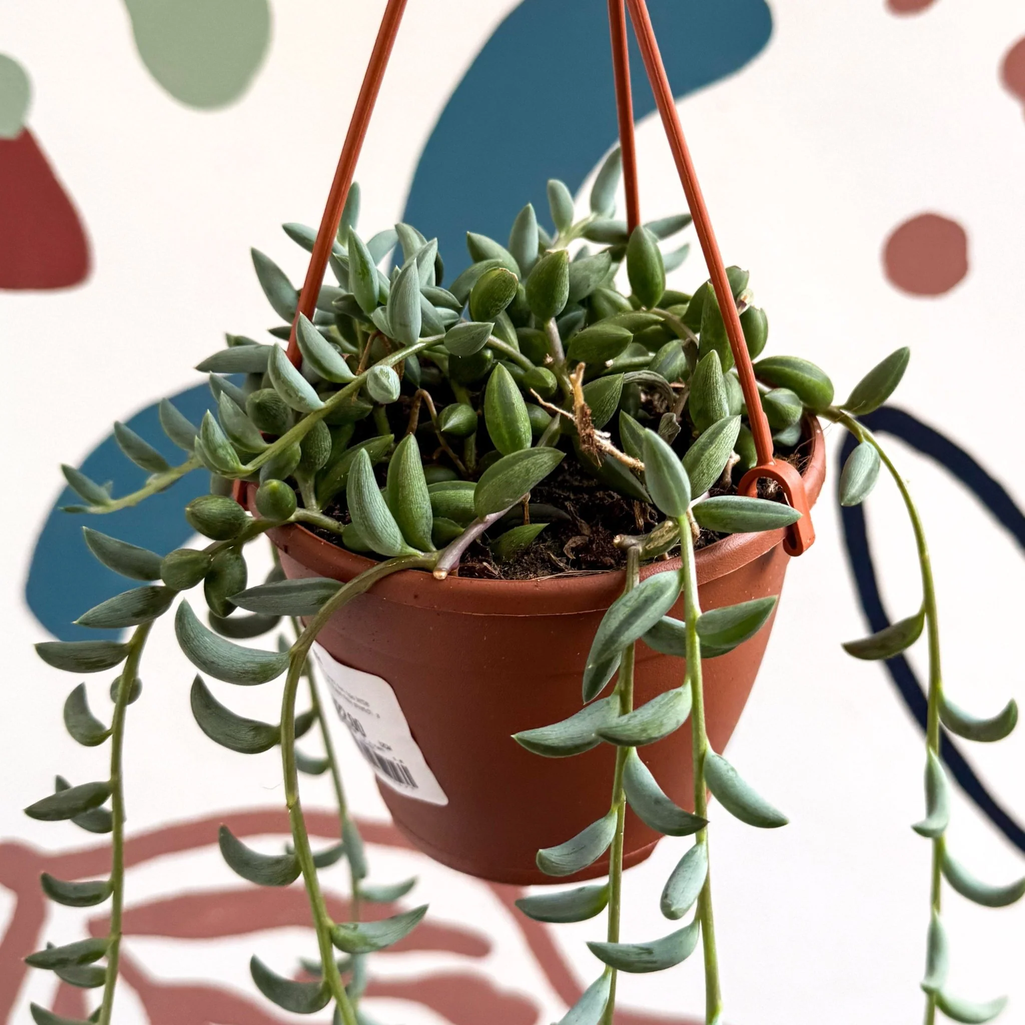 Senecio radicans - String of Bananas