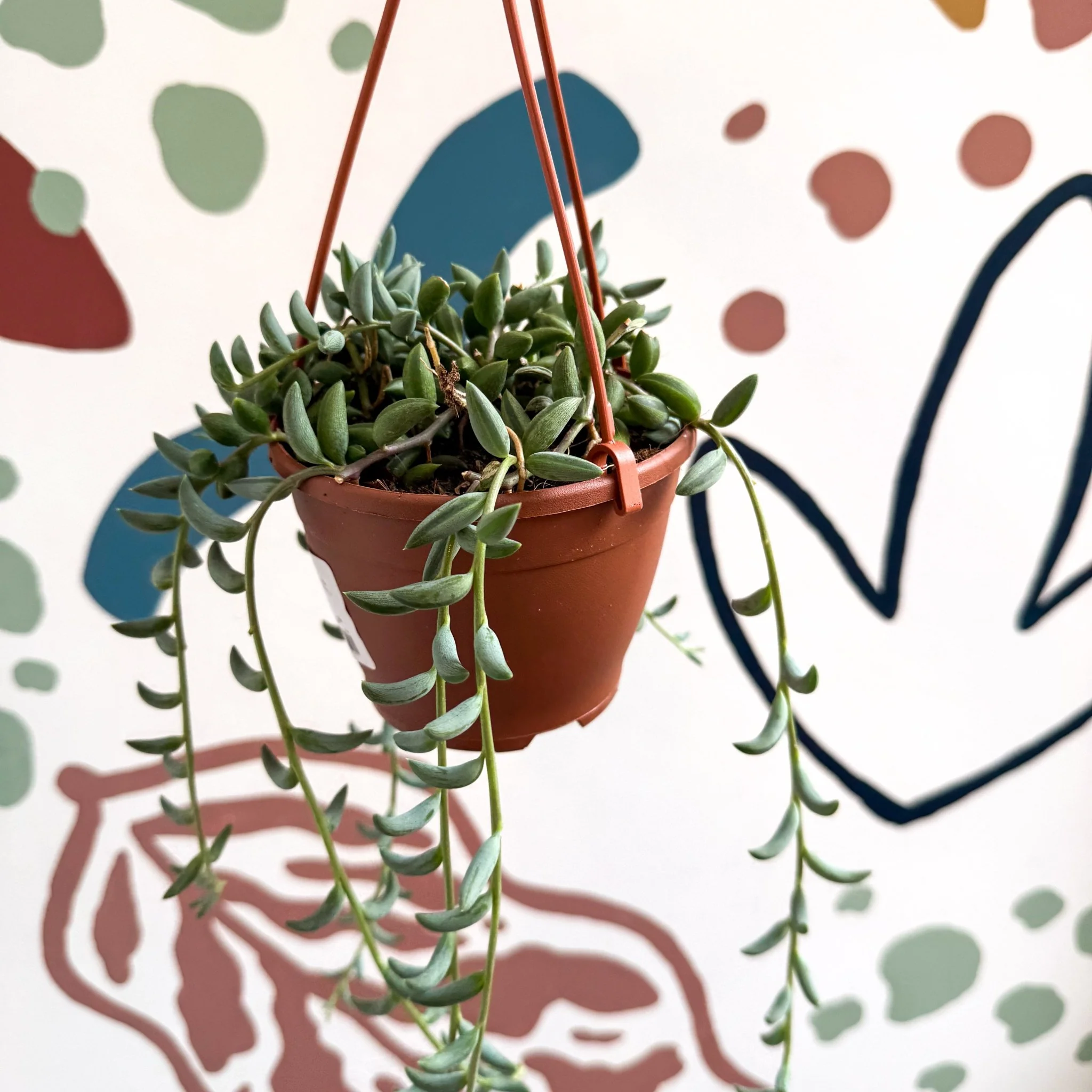 Senecio radicans - String of Bananas - Image 2