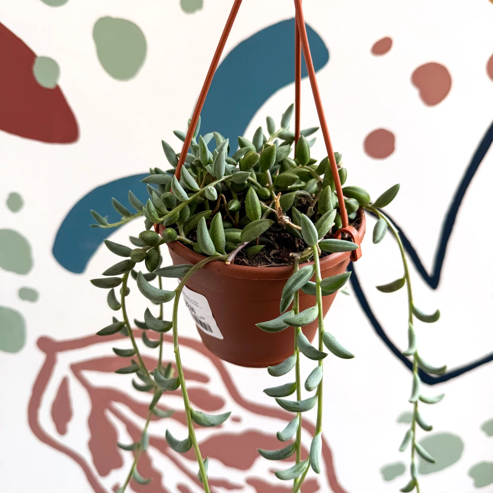 Senecio radicans - String of Bananas - Image 3