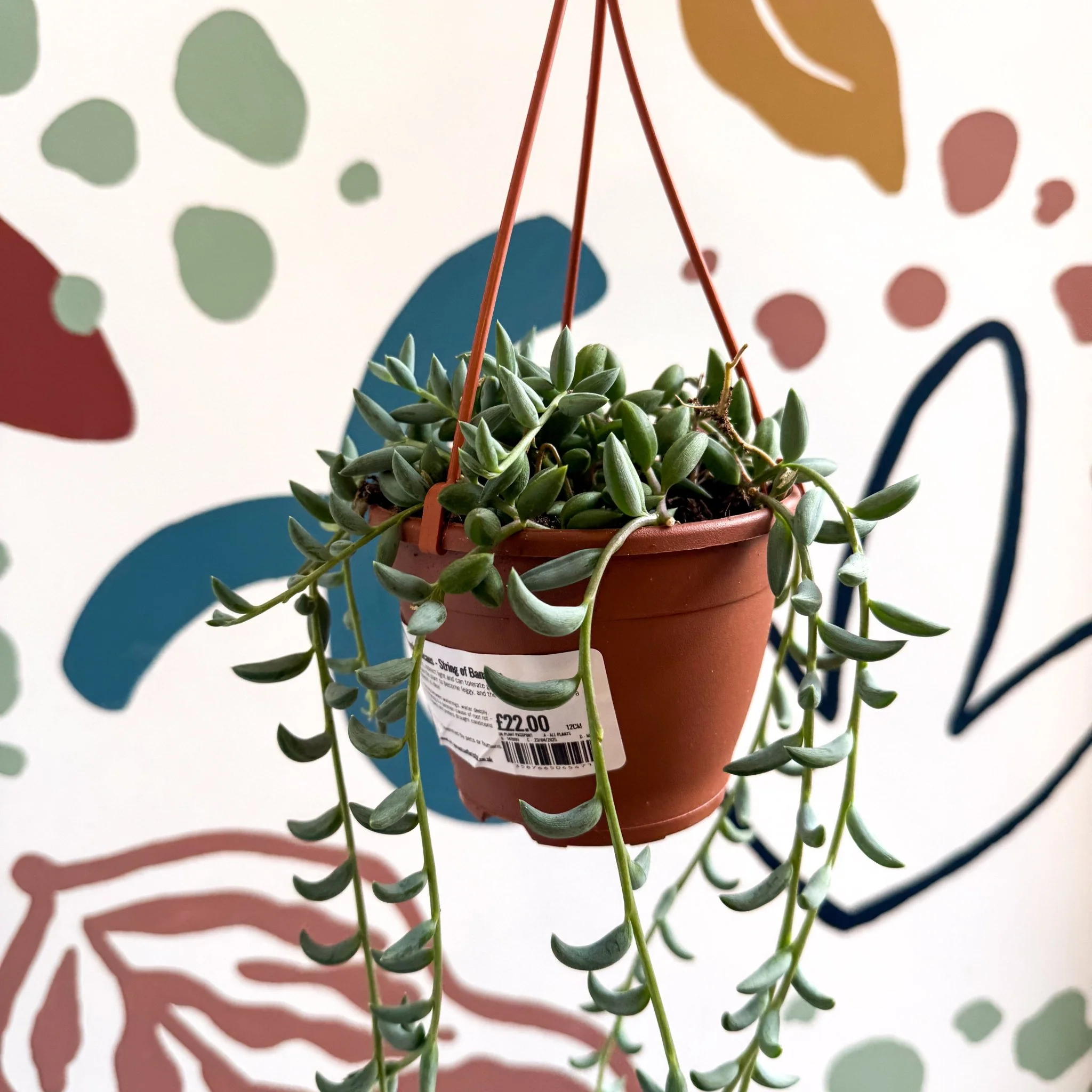 Senecio radicans - String of Bananas - Image 4