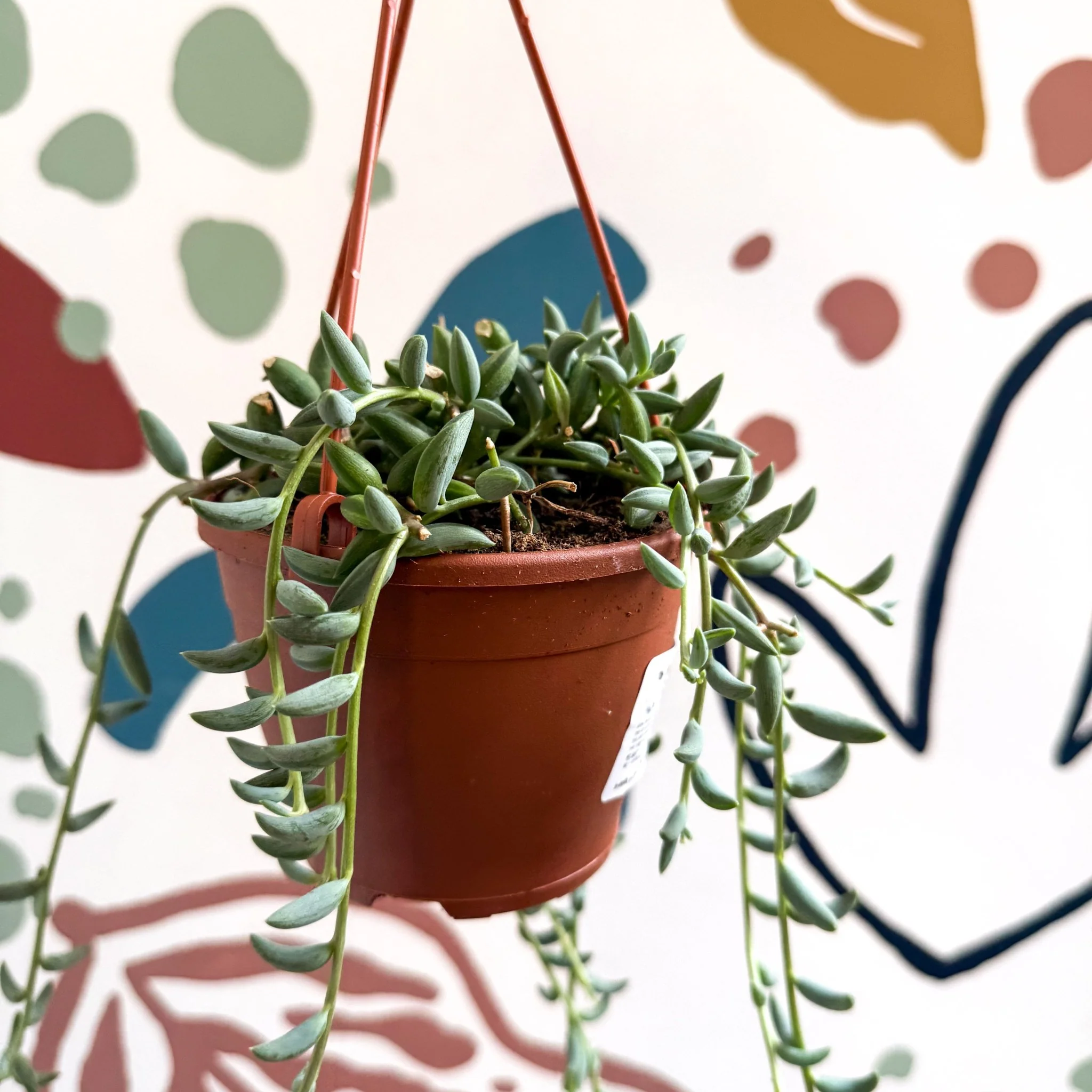 Senecio radicans - String of Bananas - Image 5