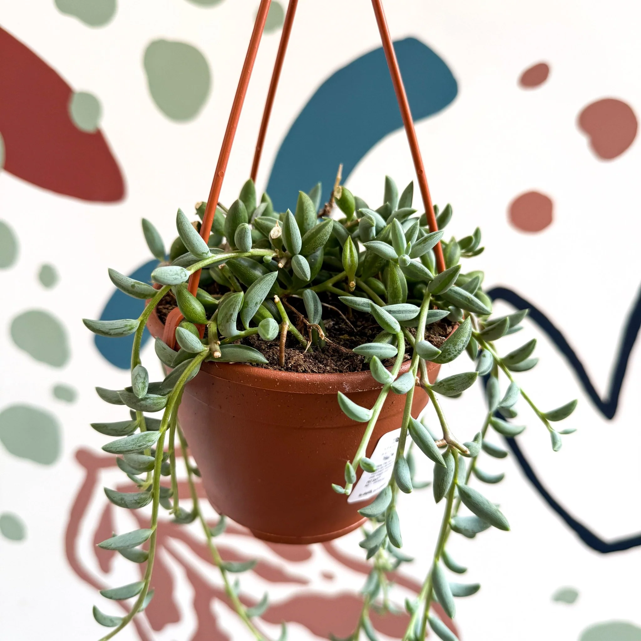 Senecio radicans - String of Bananas - Image 6