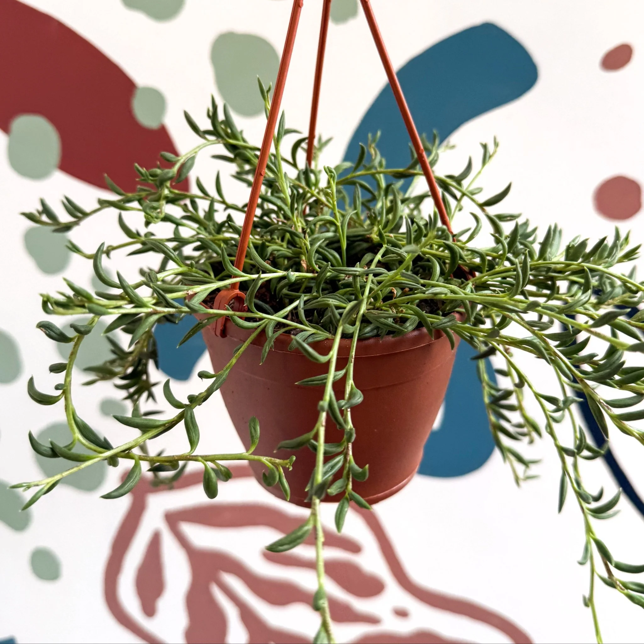 Senecio radicans - String of Fish Hooks
