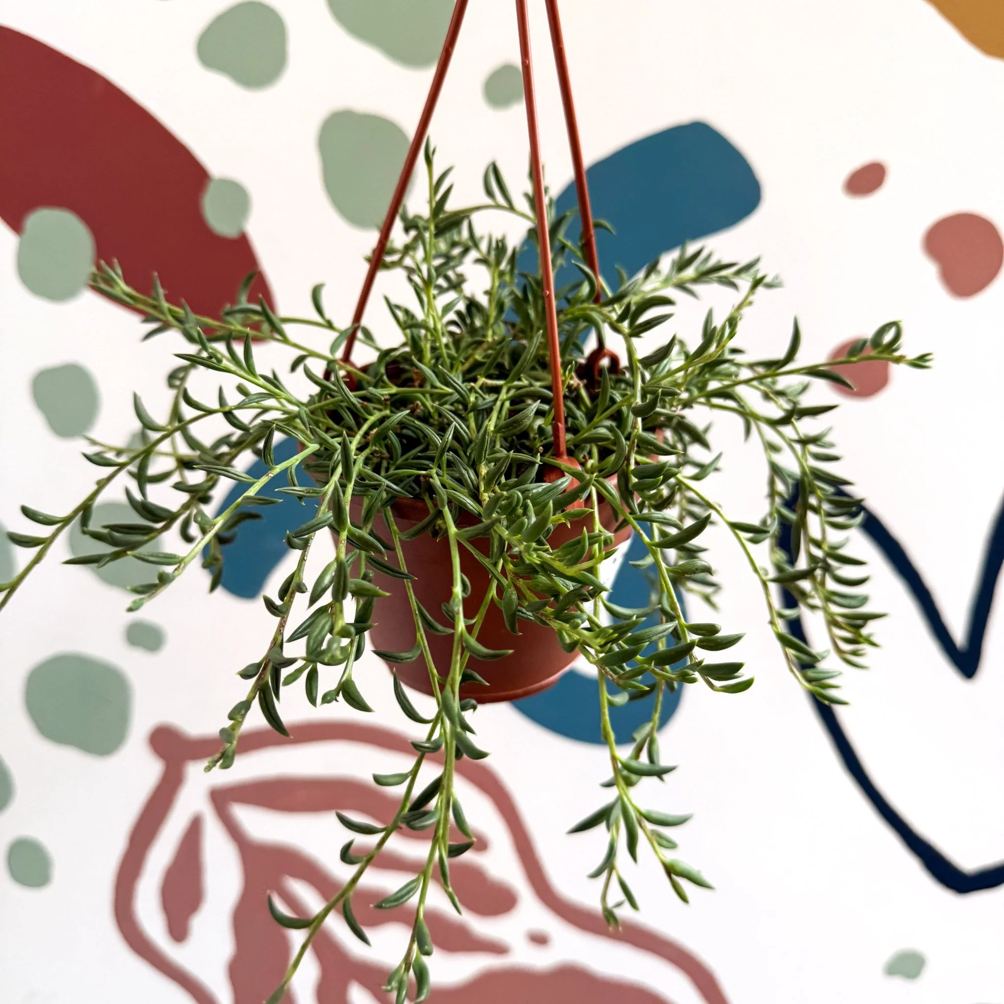 Senecio radicans - String of Fish Hooks - Image 10