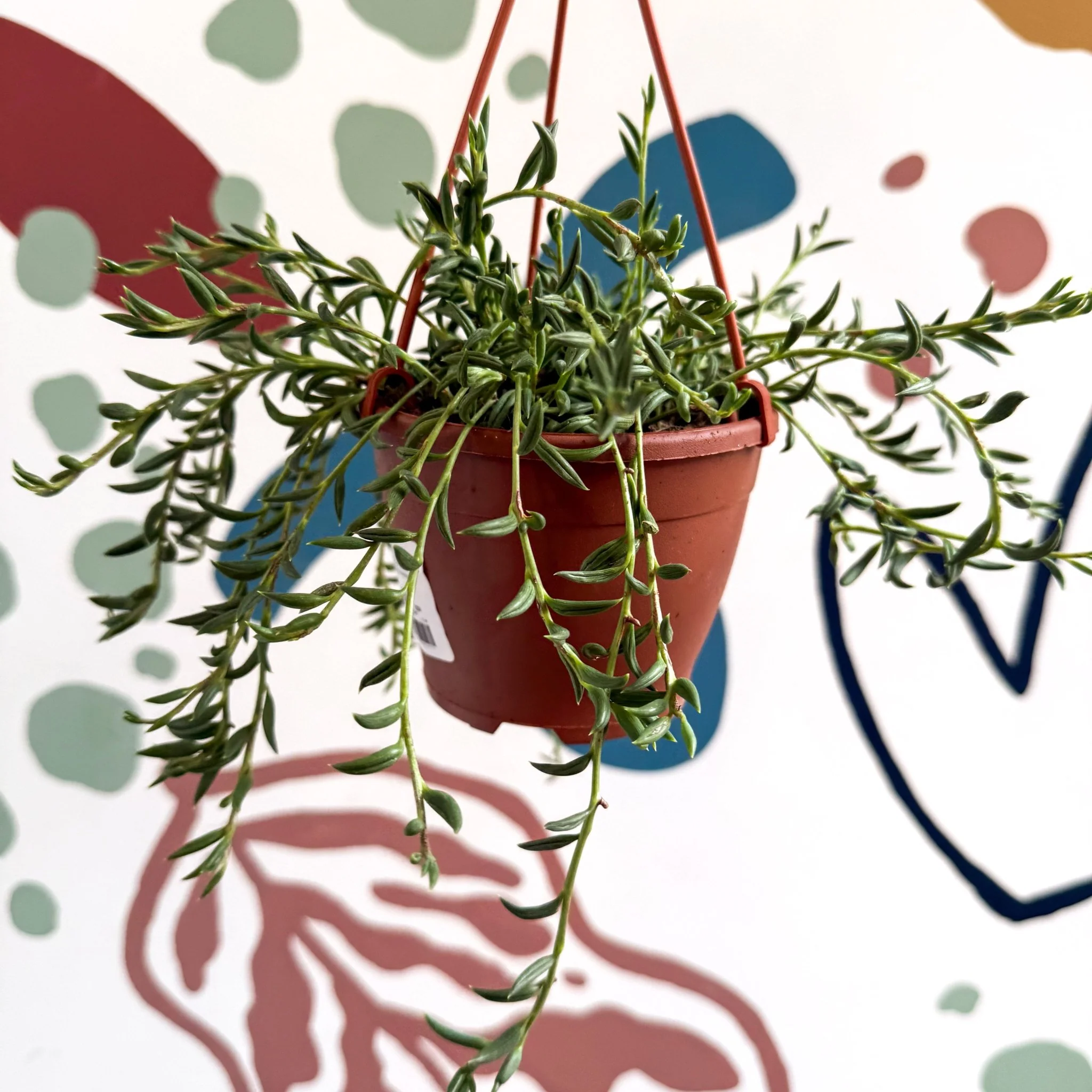 Senecio radicans - String of Fish Hooks - Image 11