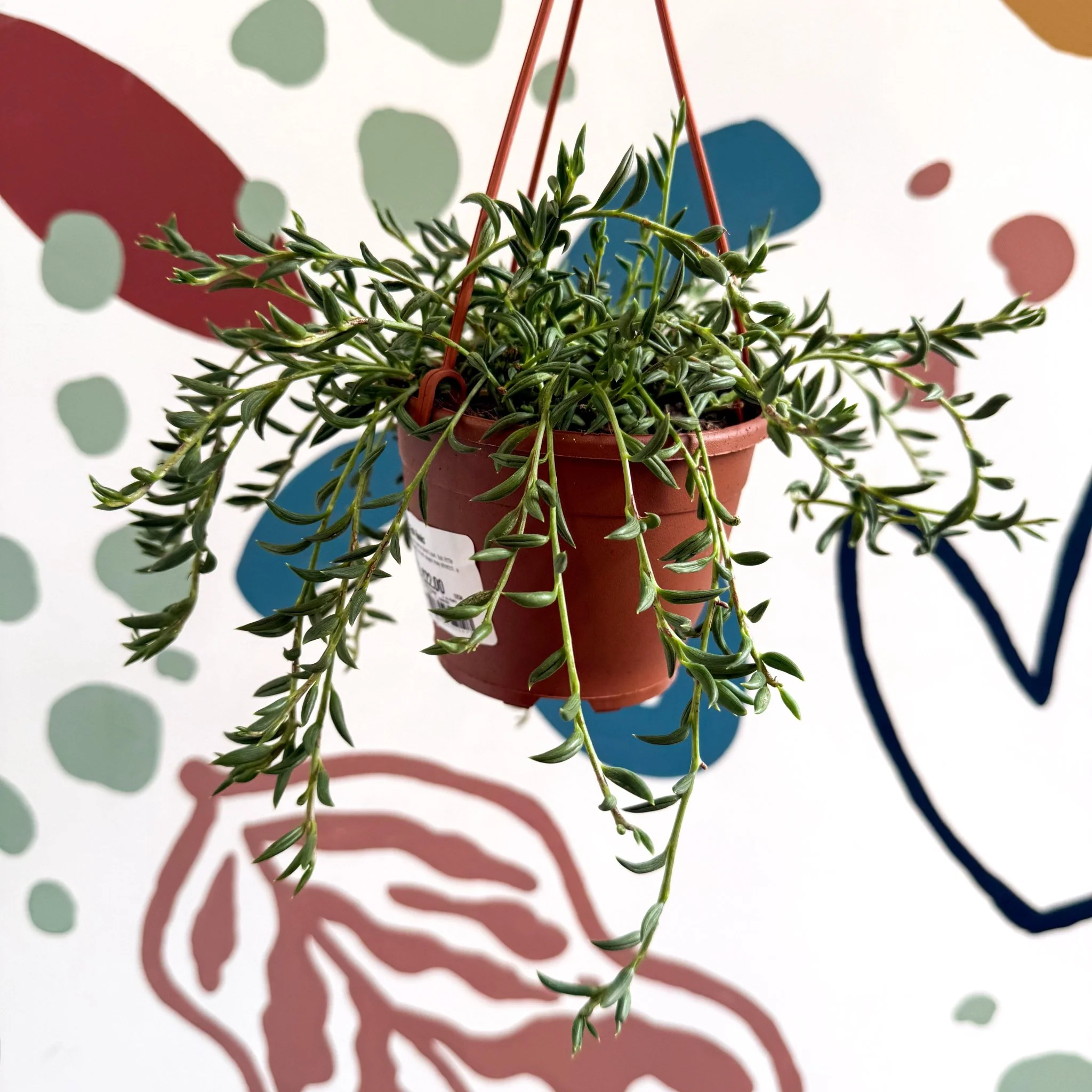 Senecio radicans - String of Fish Hooks - Image 12