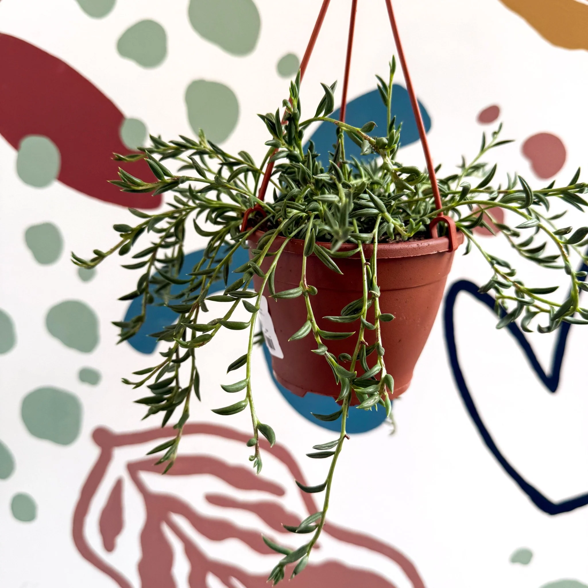 Senecio radicans - String of Fish Hooks - Image 13