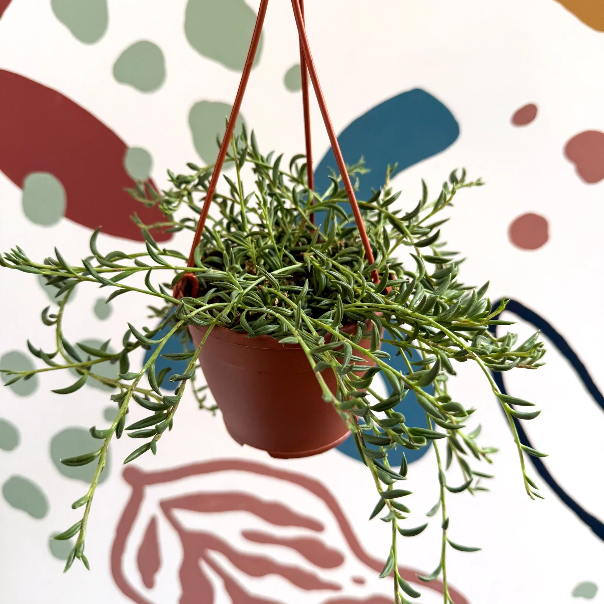 Senecio radicans - String of Fish Hooks - Image 2