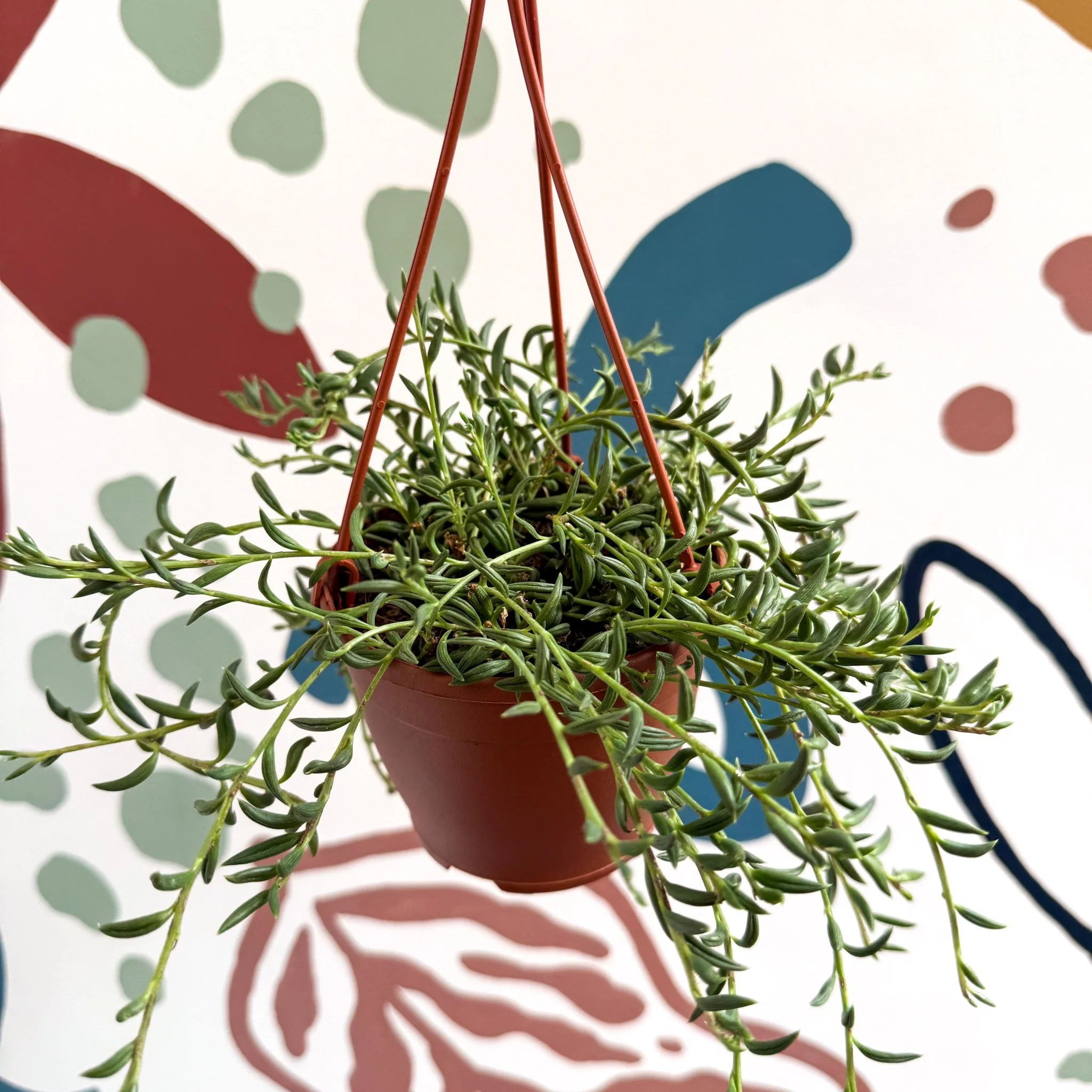 Senecio radicans - String of Fish Hooks - Image 3