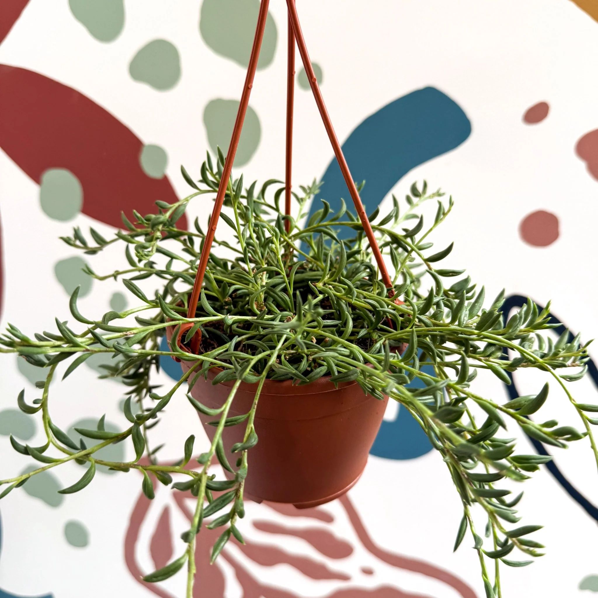 Senecio radicans - String of Fish Hooks - Image 4