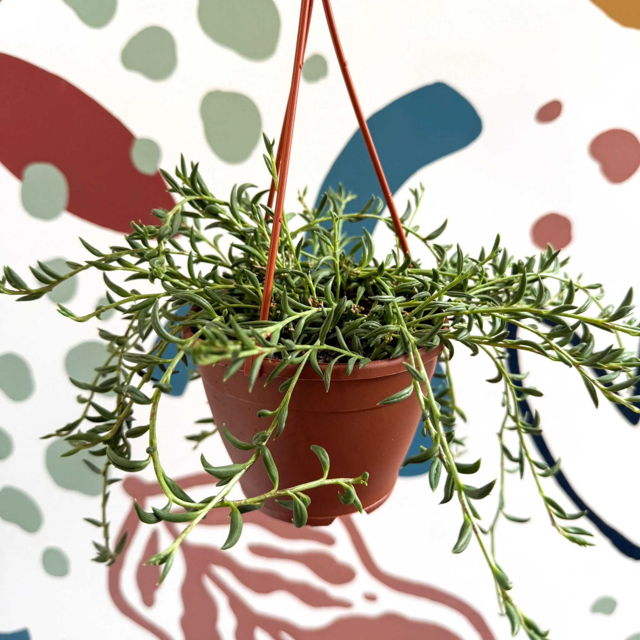 Senecio radicans - String of Fish Hooks - Image 5