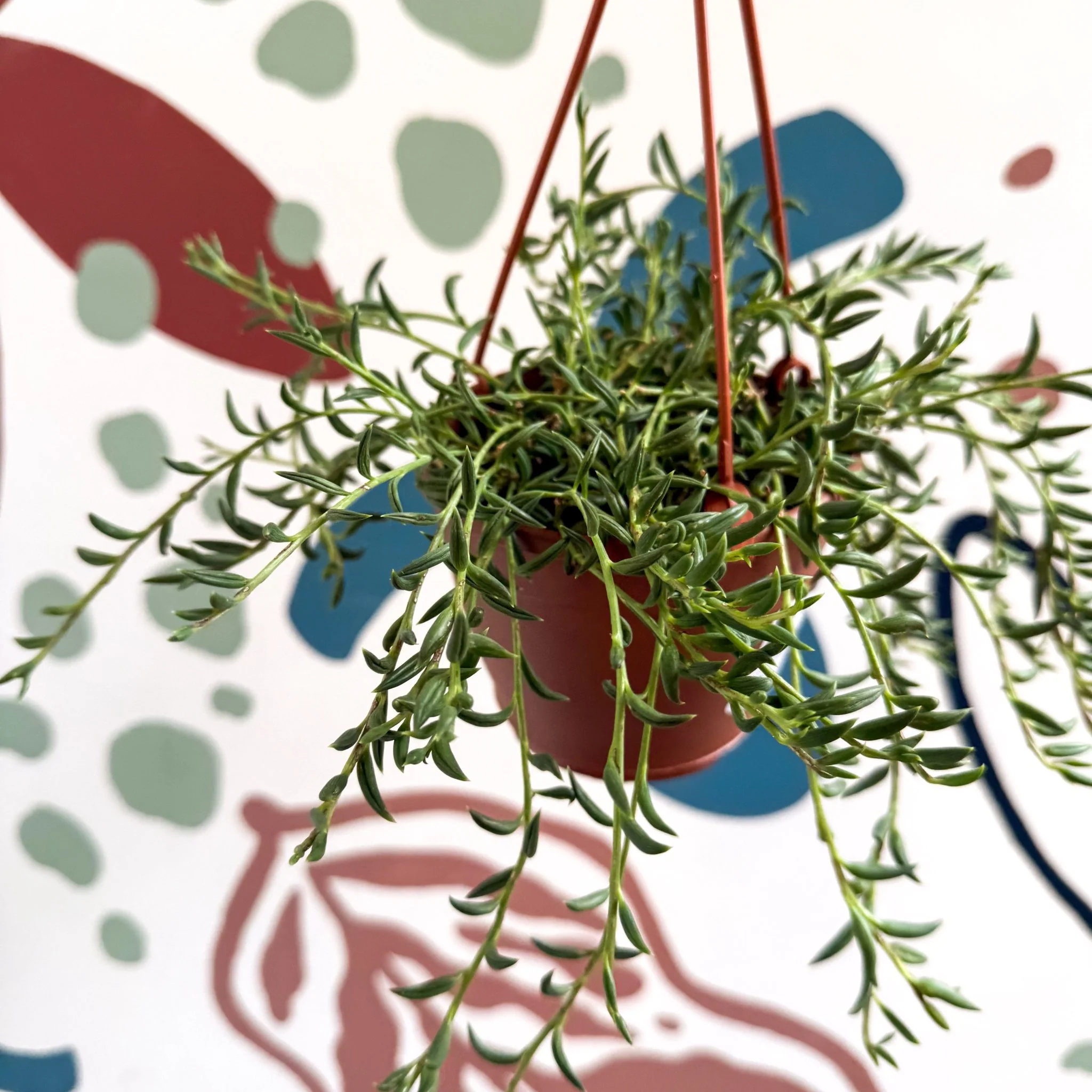 Senecio radicans - String of Fish Hooks - Image 6
