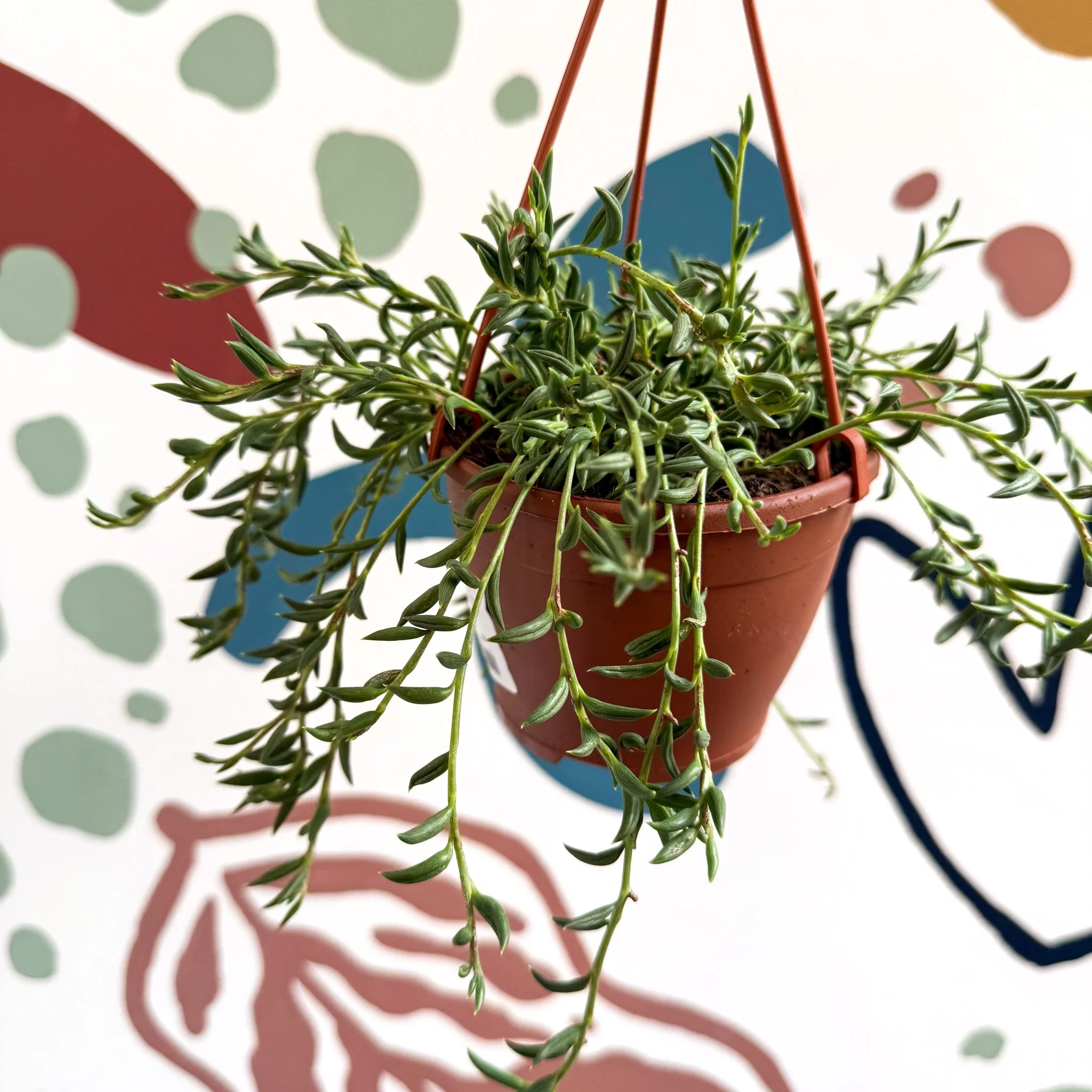 Senecio radicans - String of Fish Hooks - Image 7
