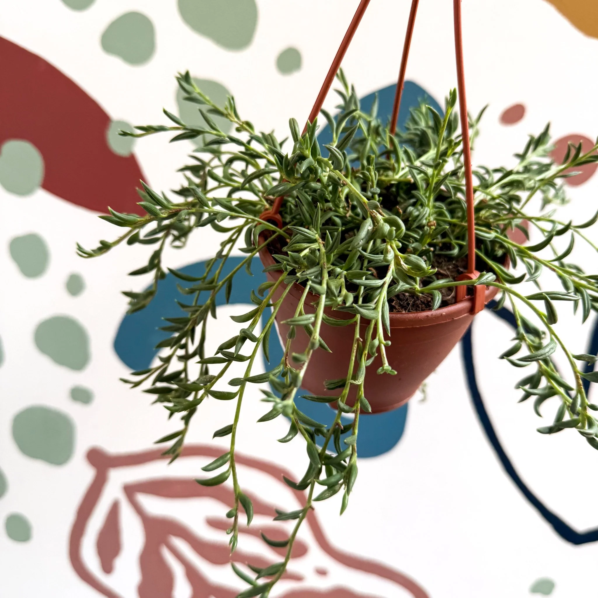 Senecio radicans - String of Fish Hooks - Image 8