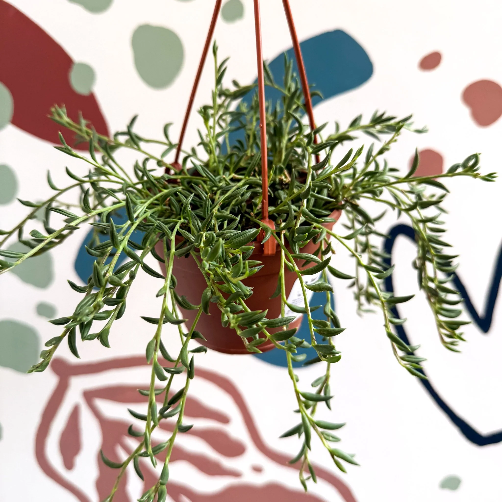 Senecio radicans - String of Fish Hooks - Image 9