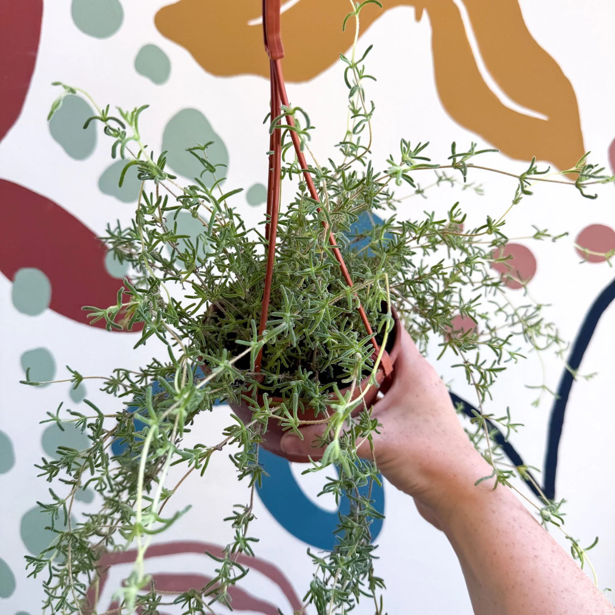 Senecio 'Twinkle Little Star' - String of Stars