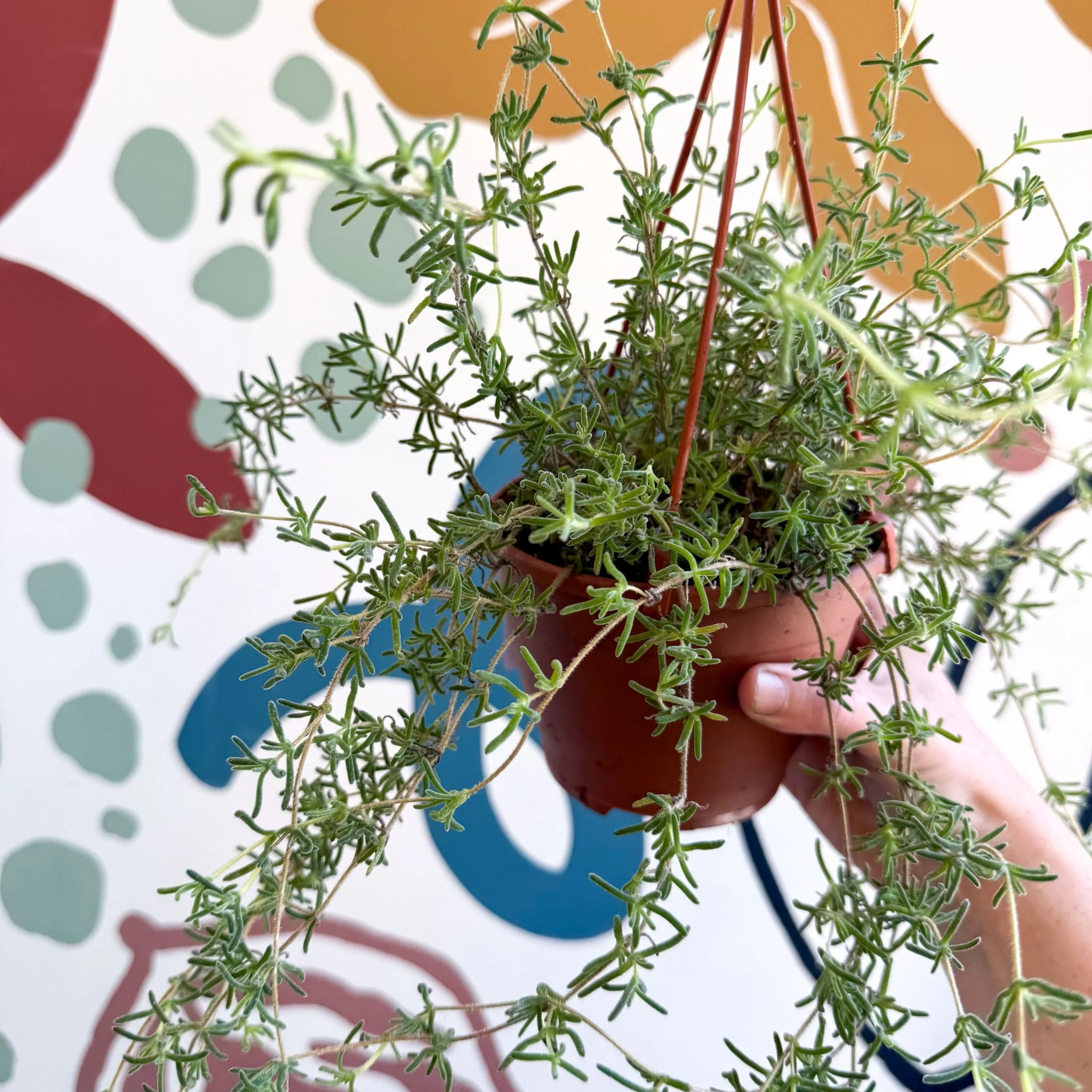 Senecio 'Twinkle Little Star' - String of Stars - Image 13