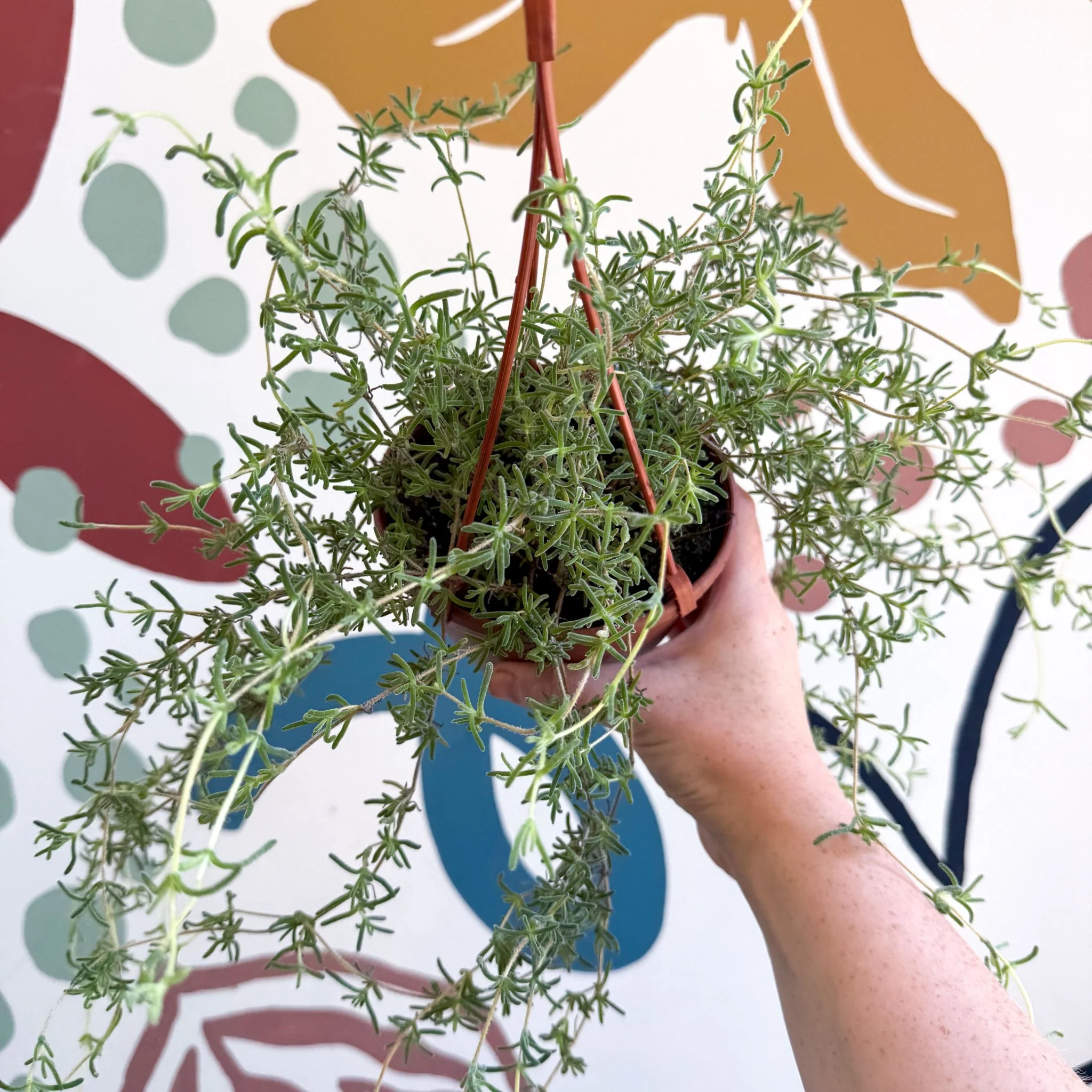 Senecio 'Twinkle Little Star' - String of Stars - Image 2