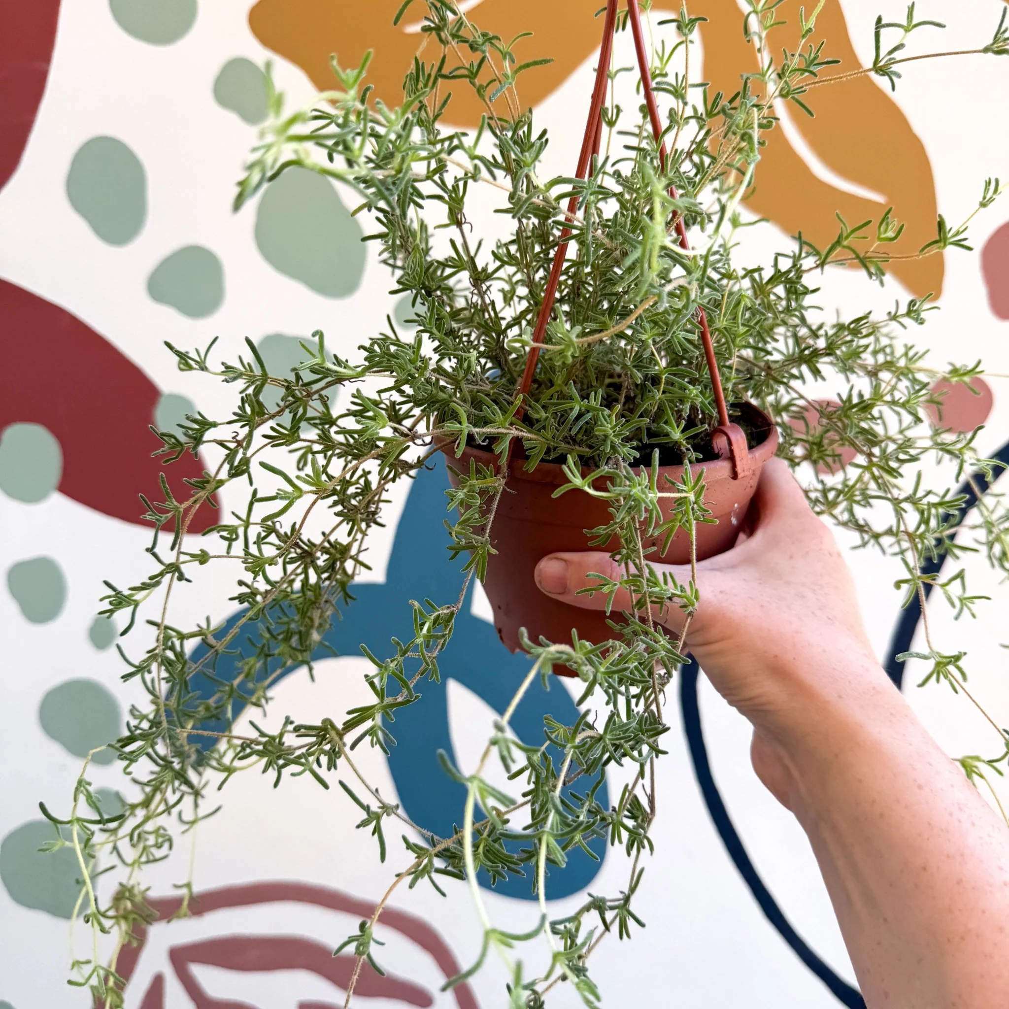 Senecio 'Twinkle Little Star' - String of Stars - Image 3