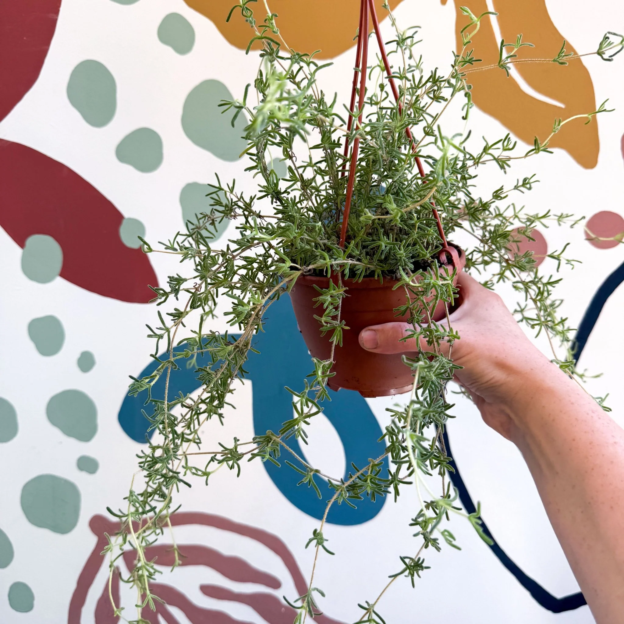 Senecio 'Twinkle Little Star' - String of Stars - Image 4
