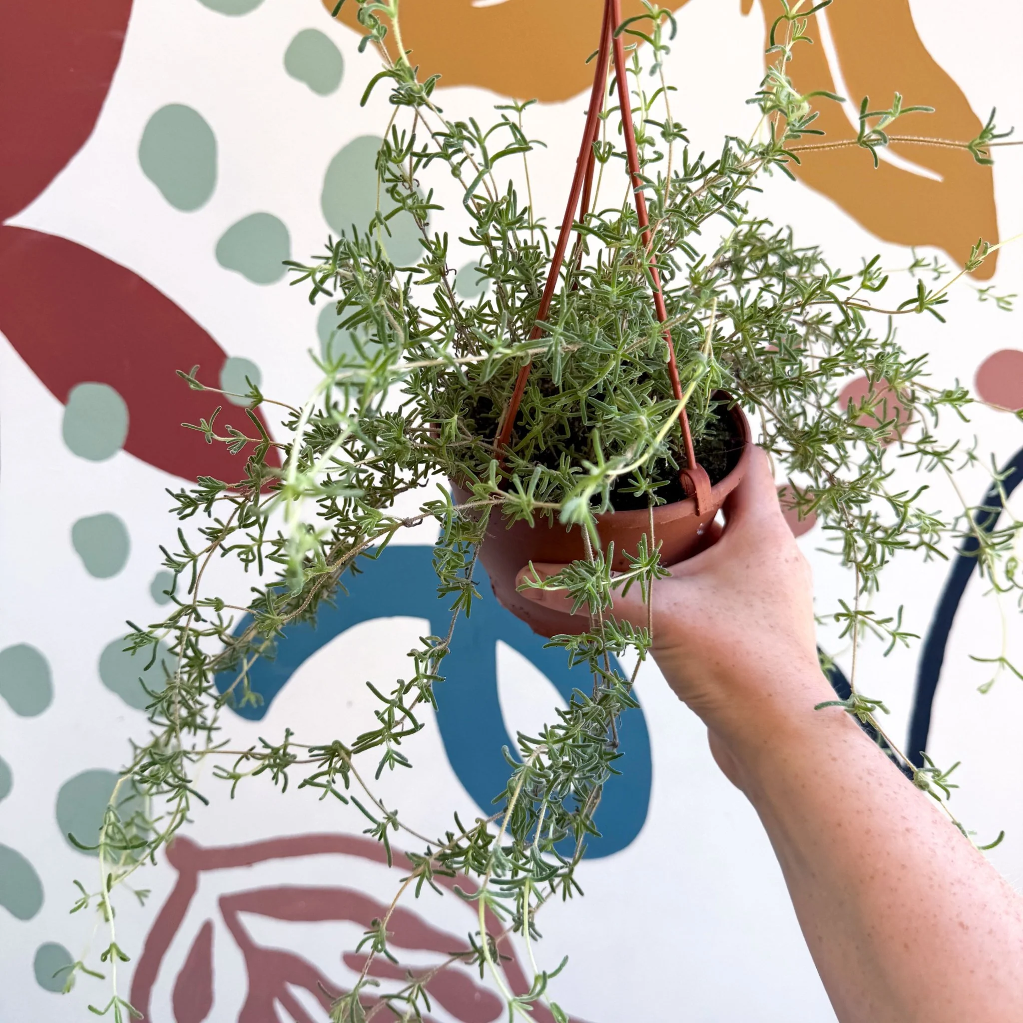Senecio 'Twinkle Little Star' - String of Stars - Image 5